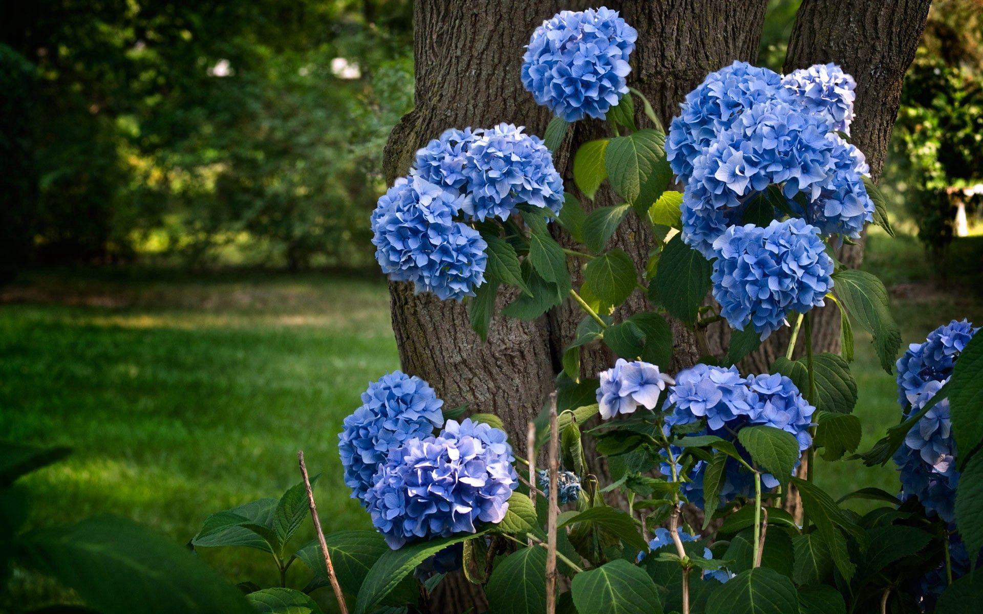 1920x1200 Download Hydrangea wallpaper for mobile phone, free Hydrangea HD picture