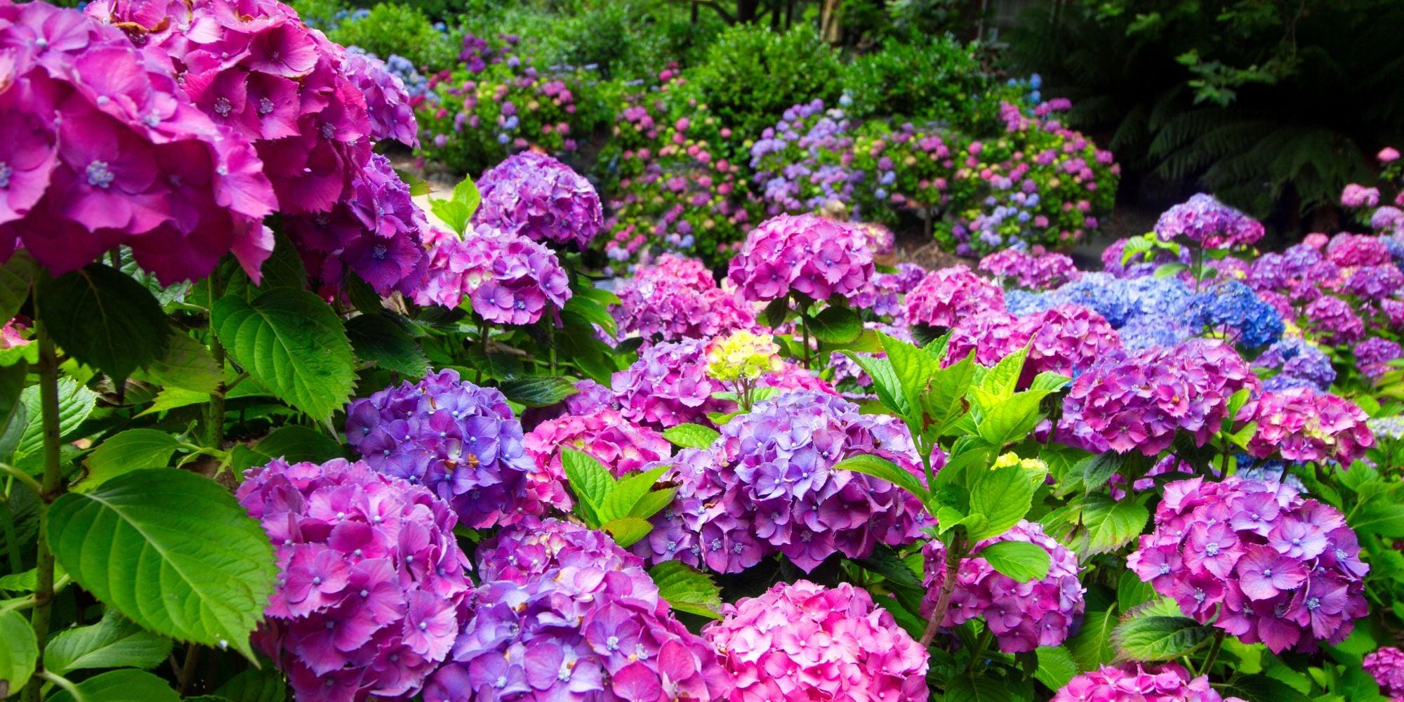 2000x1000 Hydrangeas
