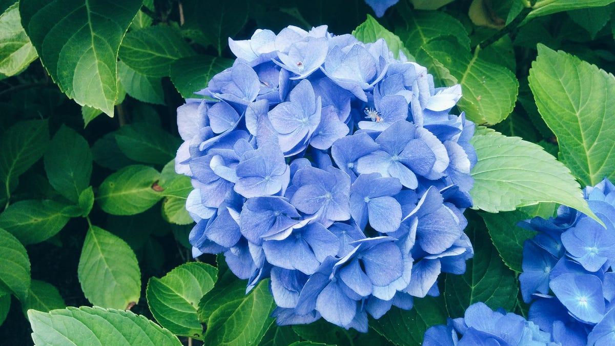 1200x675 What Determines Hydrangea Bloom Color? An Expert Breaks Down the Science