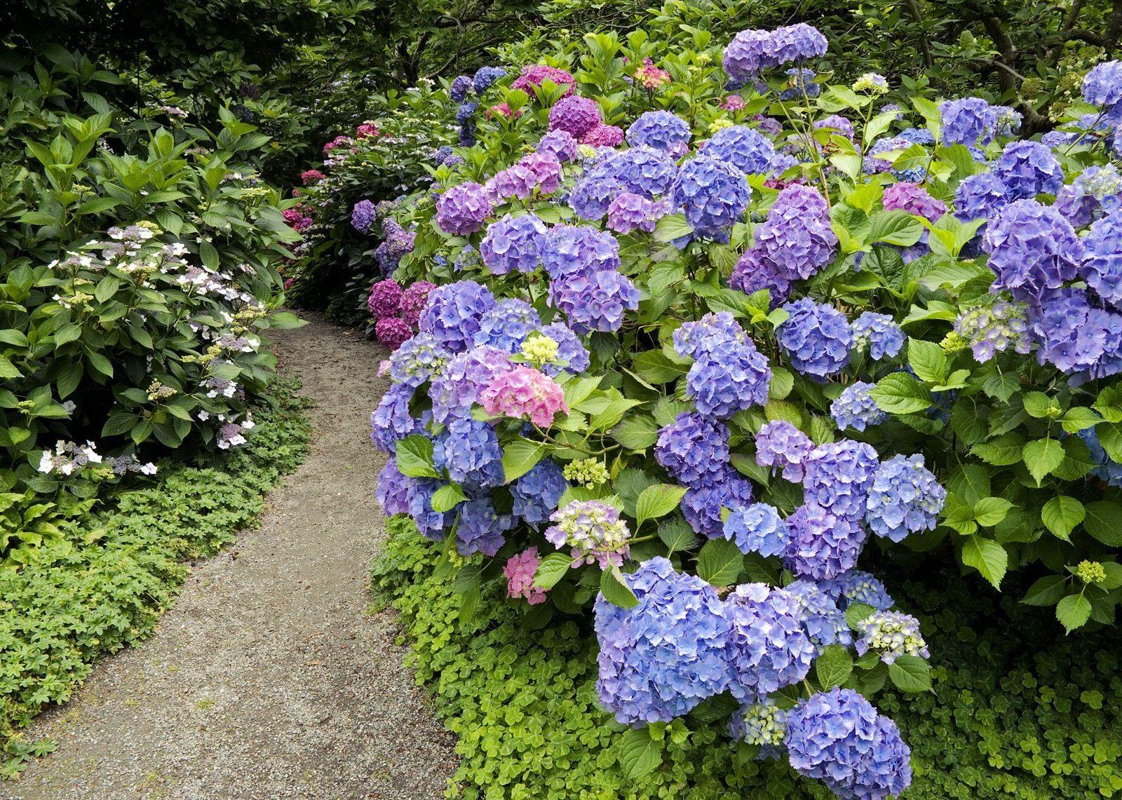 1600x1141 kinds of ornamental plants: HYDRANGEA ornamental plants