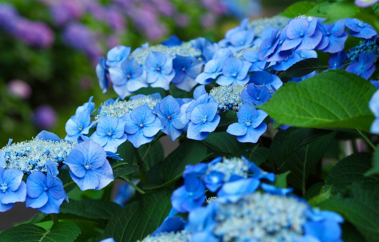 1332x850 Wallpaper leaves, flowers, Bush, garden, blue, blue, hydrangea image for desktop, section цветы