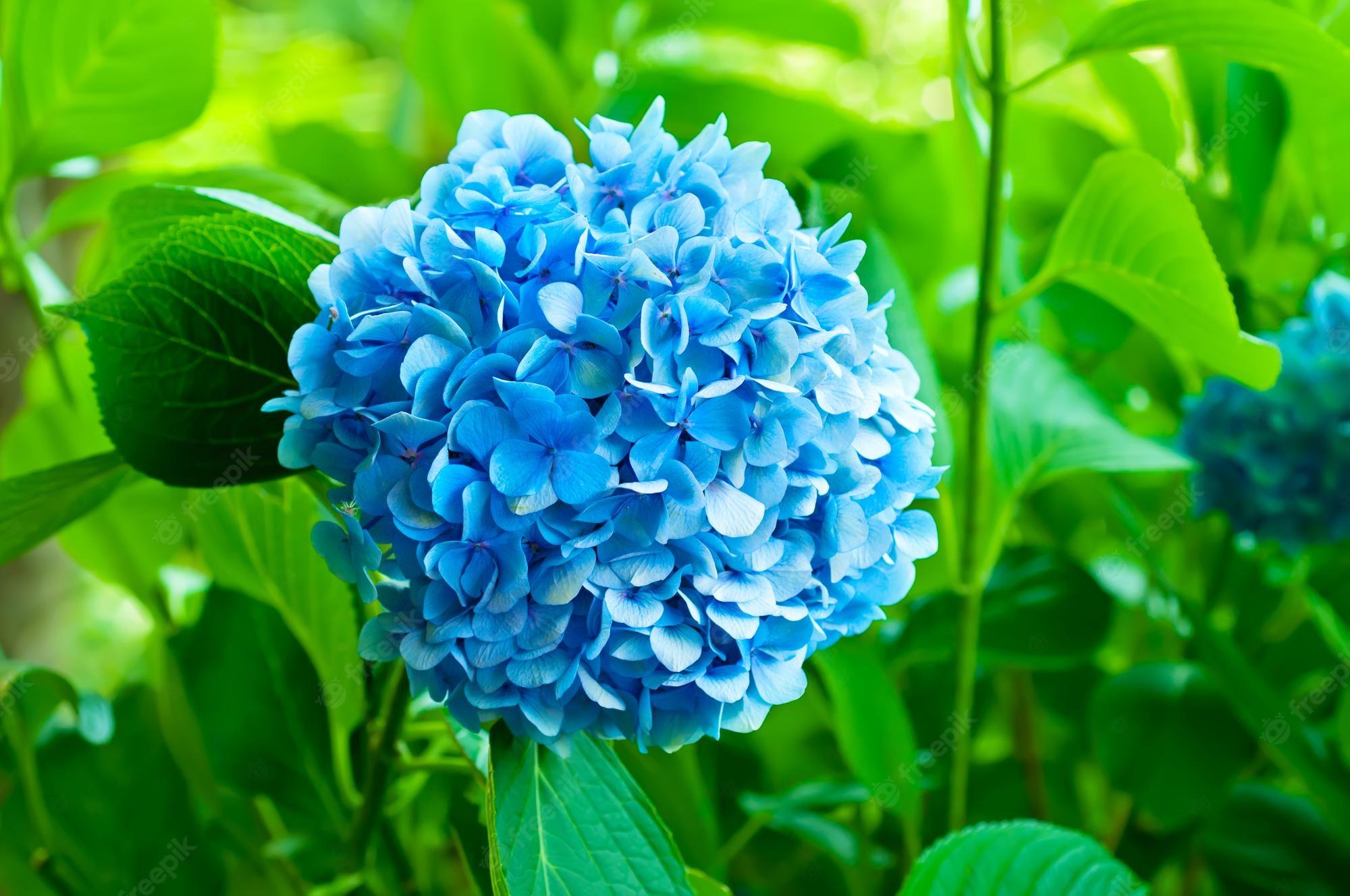 2000x1328 Premium Photo. Many blue hydrangea flowers growing in the garden floral background