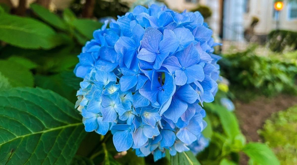1200x667 Simple Steps For Keeping Your Hydrangeas Blue