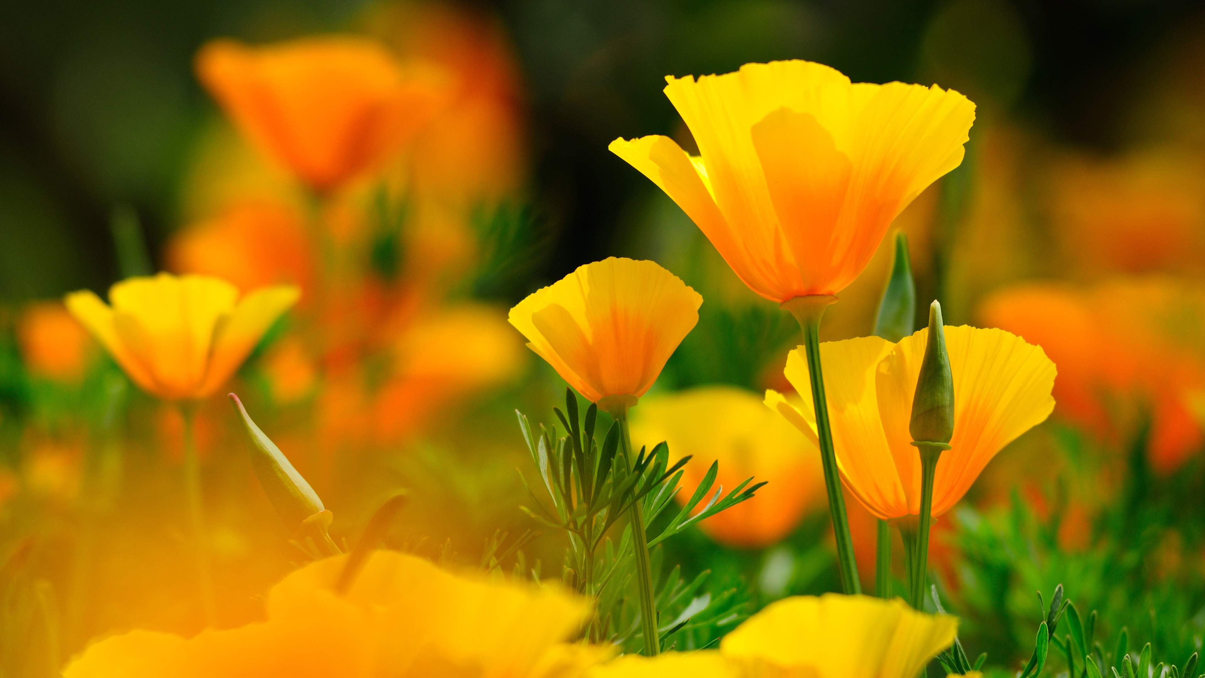 Flowers 4K Wallpapers - Top Free Flowers 4K Backgrounds ...