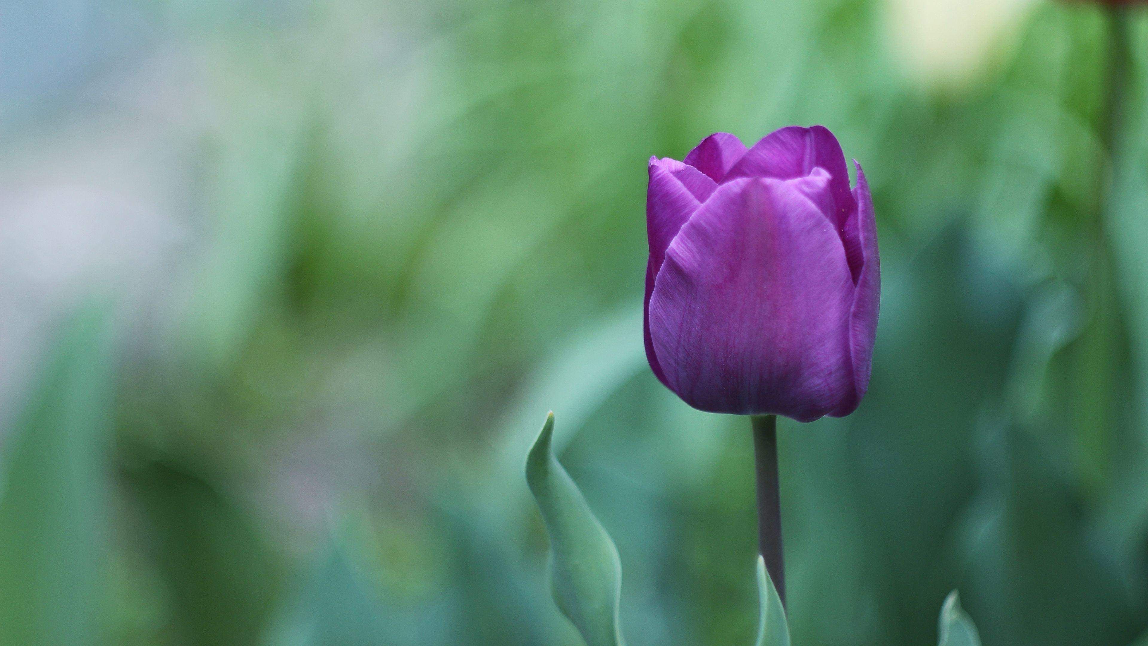 3840x2160 Free Purple Flower 4K Chromebook Wallpaper Ready For Download