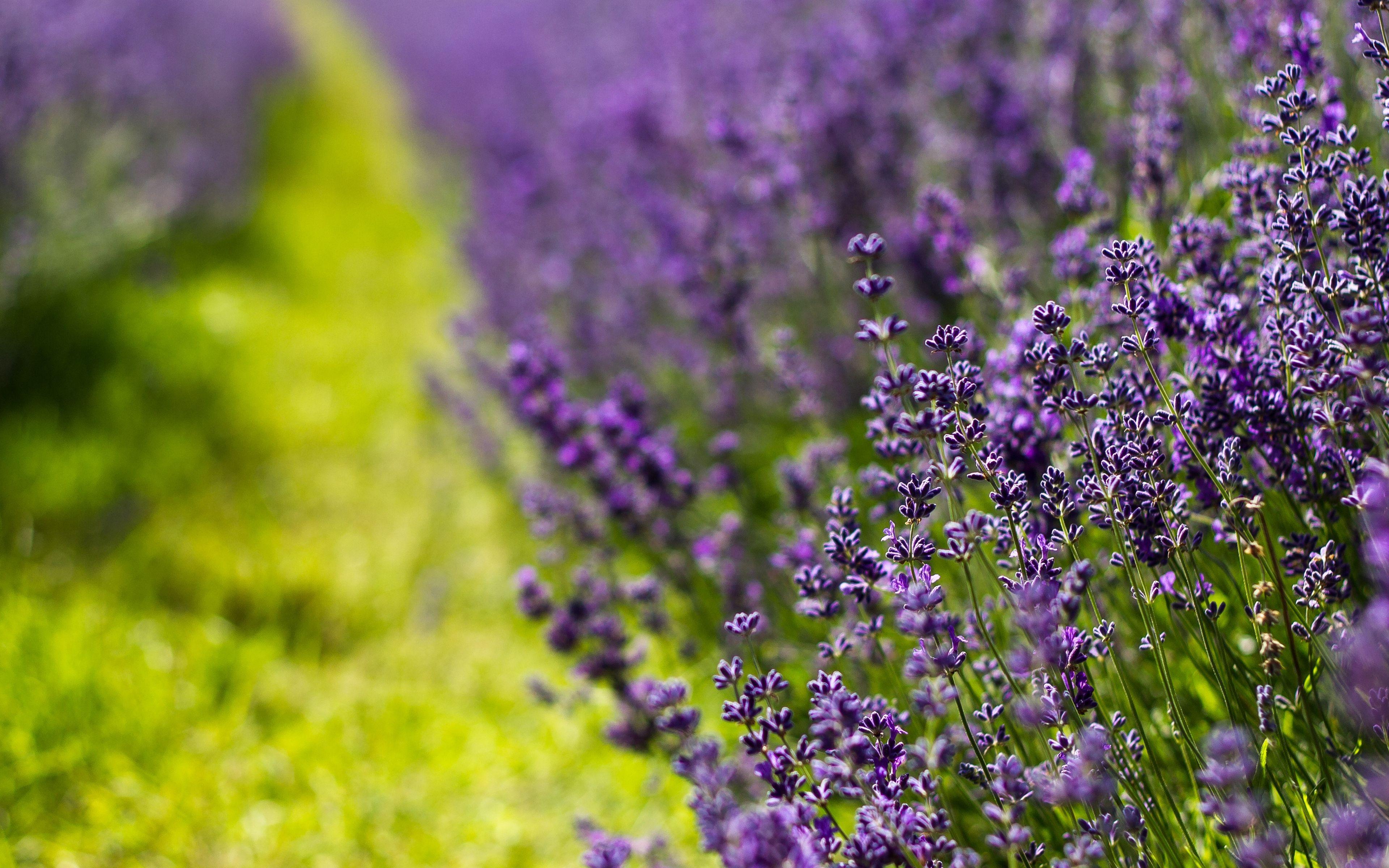 3840x2400 Download wallpaper 3840x2400 lavender, flowers, lilac, summer 4k