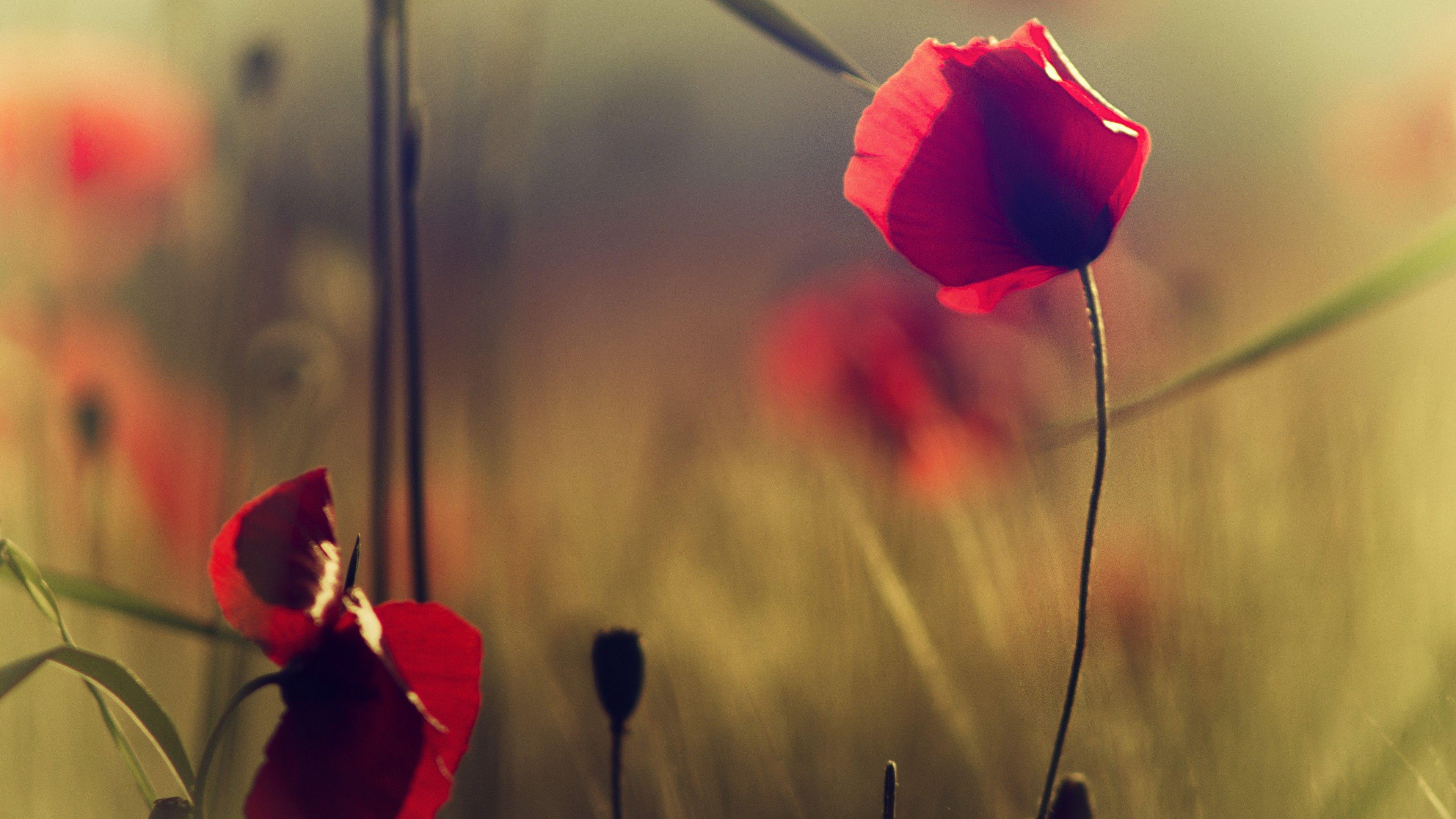 3840x2160 Wallpaper Poppy, 5k, 4k wallpaper, flowers, blur, Nature
