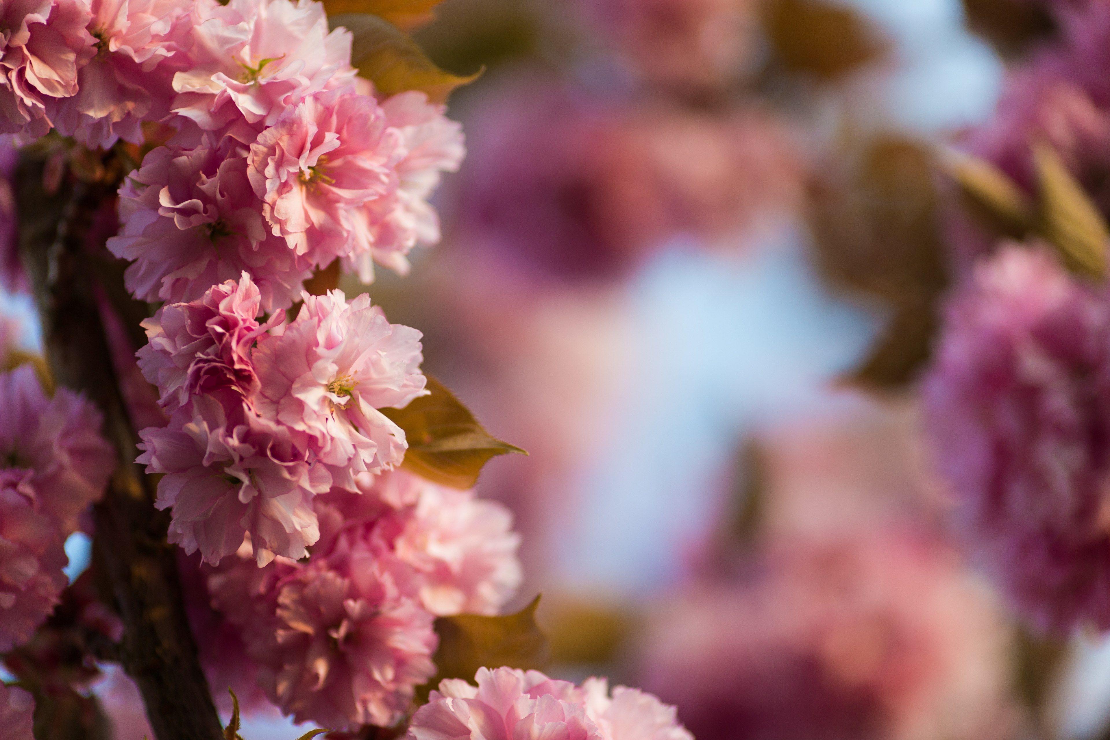 3840x2560 pink flowers up close pretty in pink 4k wallpaper and background