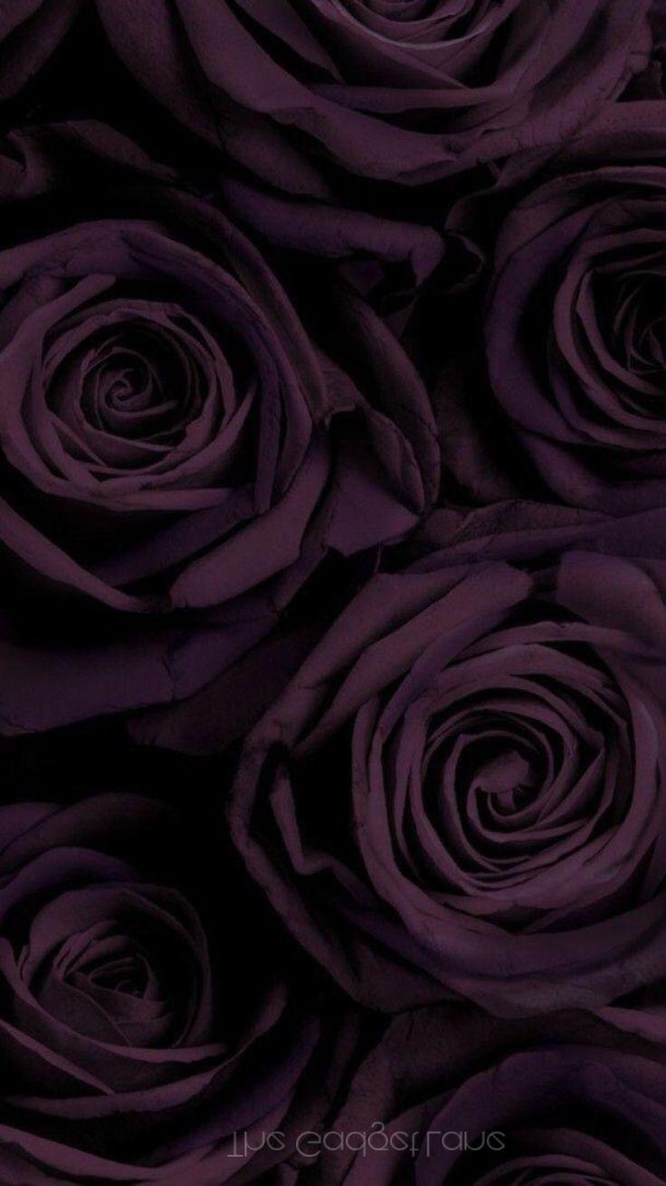 736x1310 Black. Flower. Wallpaper. iPhone. Android. Screen savers wallpaper background, Makeup wallpaper, Flower phone wallpaper