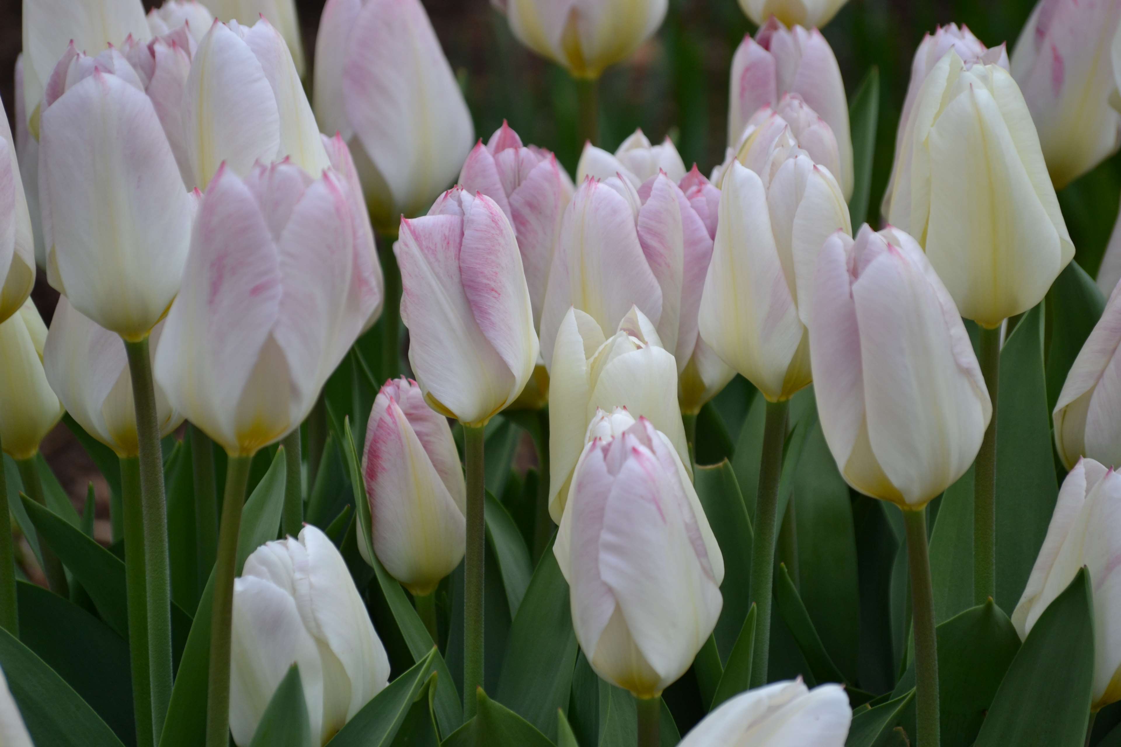 3840x2560 bed of flowers, spring, spring flowers, tulips, white flowers 4k