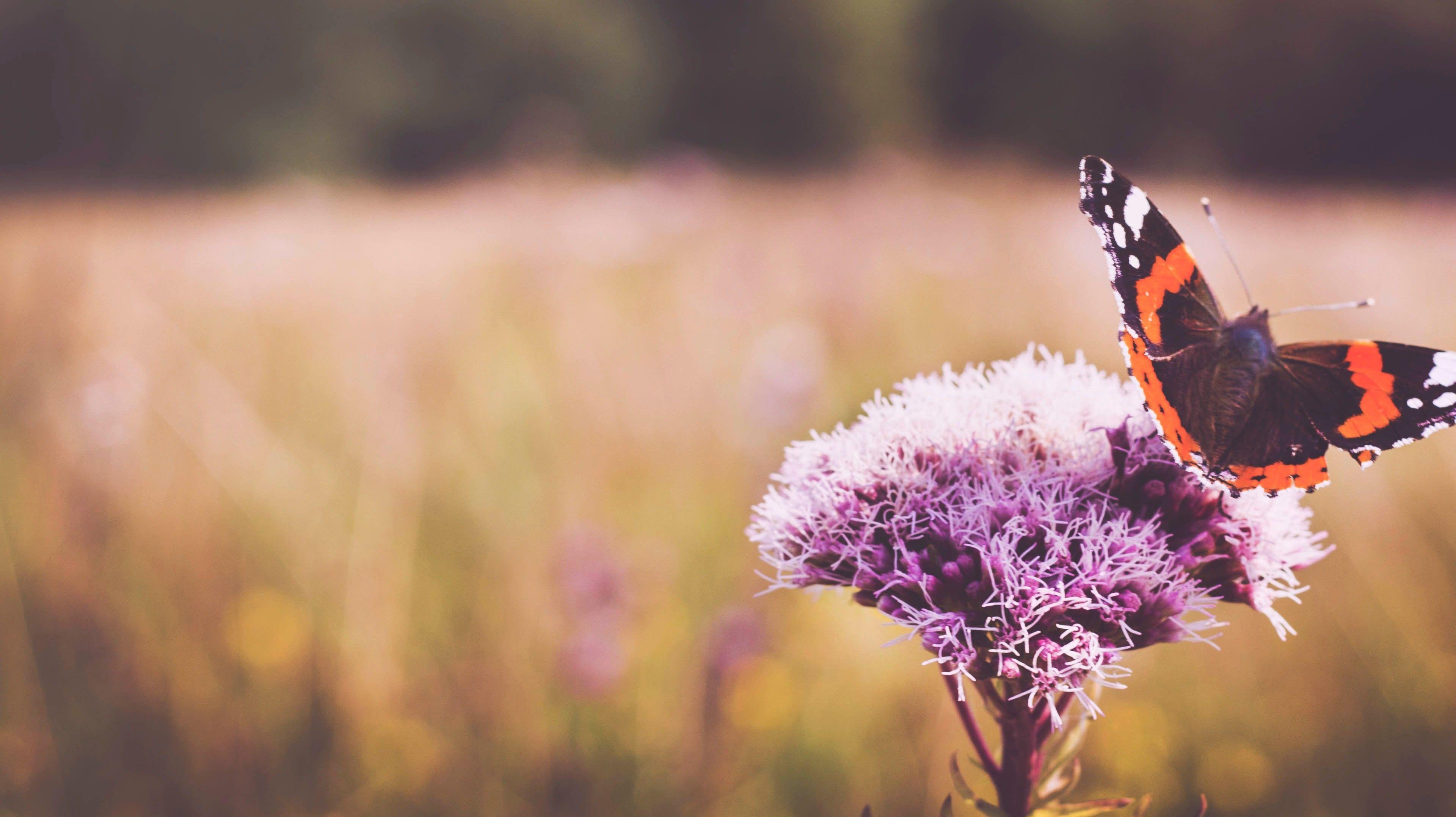 3840x2156 Butterfly in Blossom Flower 4K Wallpaper