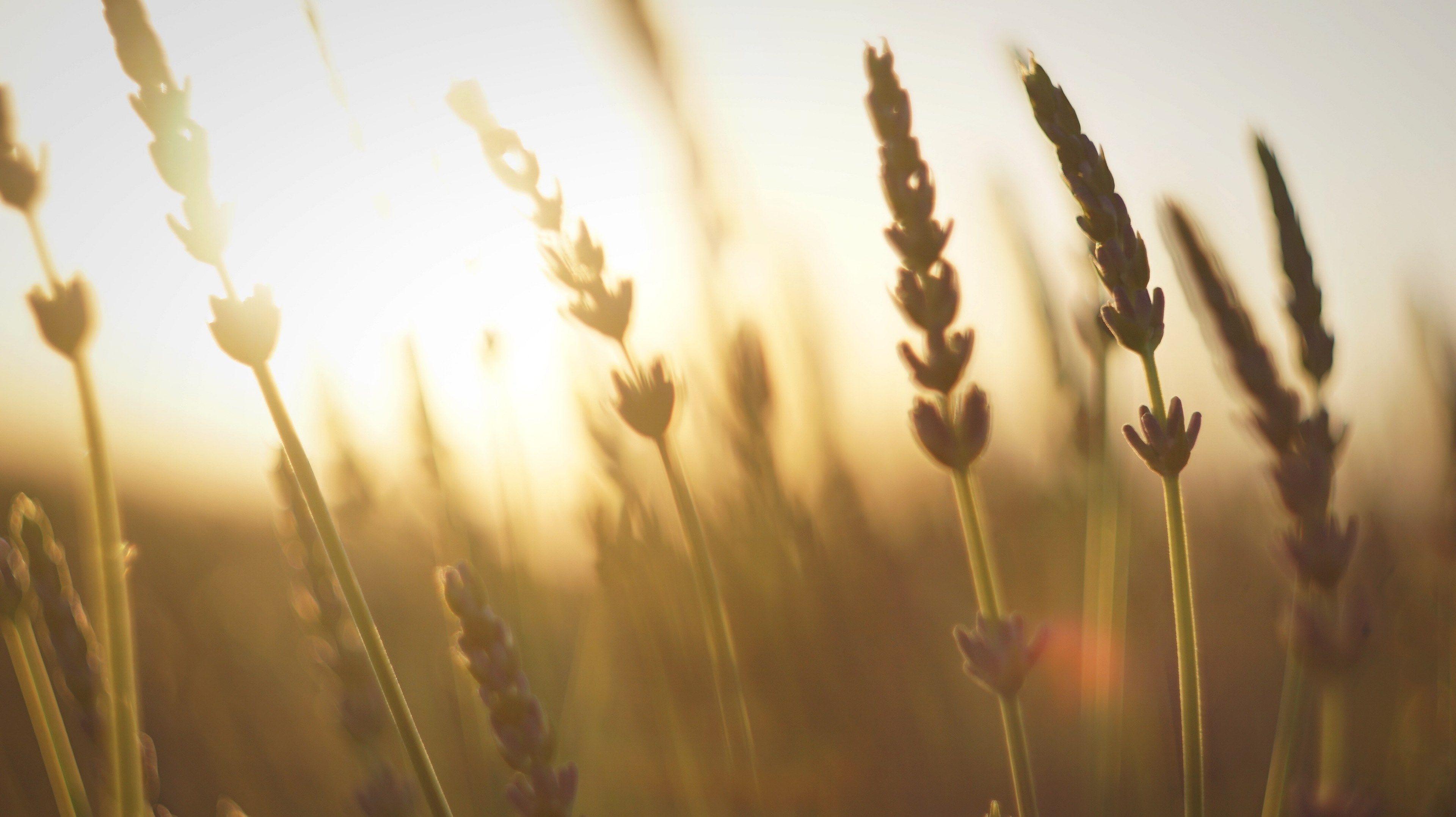 3840x2156 rural sunset flower and lavender HD 4k wallpaper and background