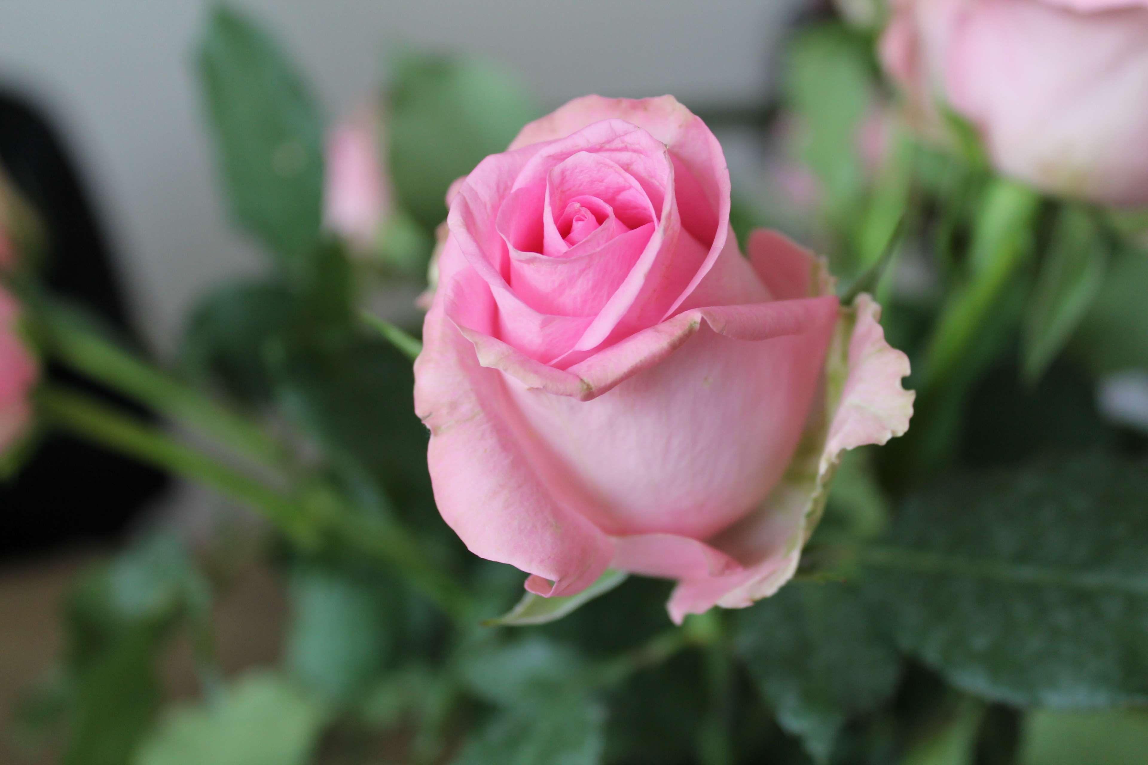 3840x2560 flower, flowers, green, leaves, nature, pink, rose, roses, white 4k
