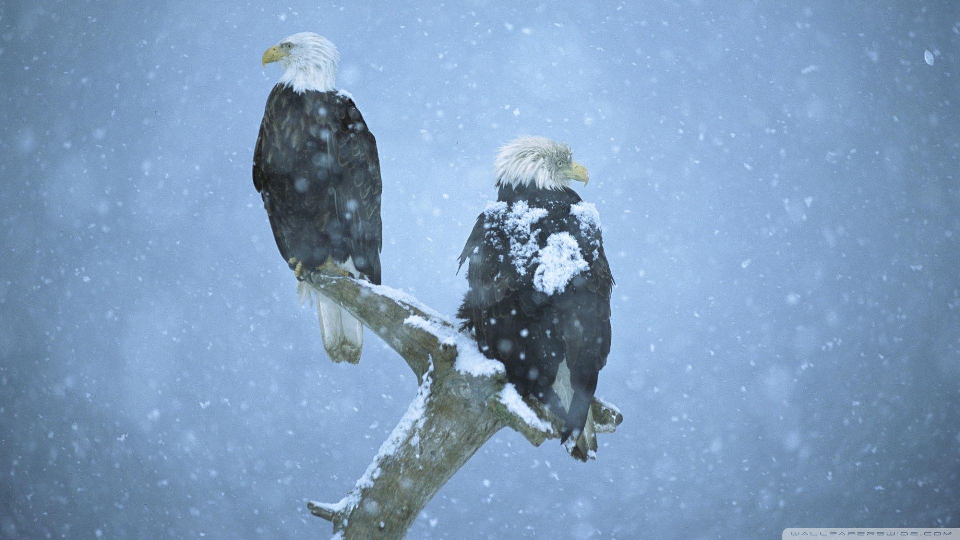 1920x1080 snow storm wallpaper animal picture, Bald eagle, Animals