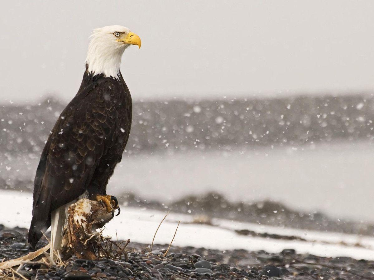 1200x900 Winter Snow Animals Photography Canada Bald Eagles. Eagle Wallpaper, Eagle Image, Haliaeetus Leucocephalus