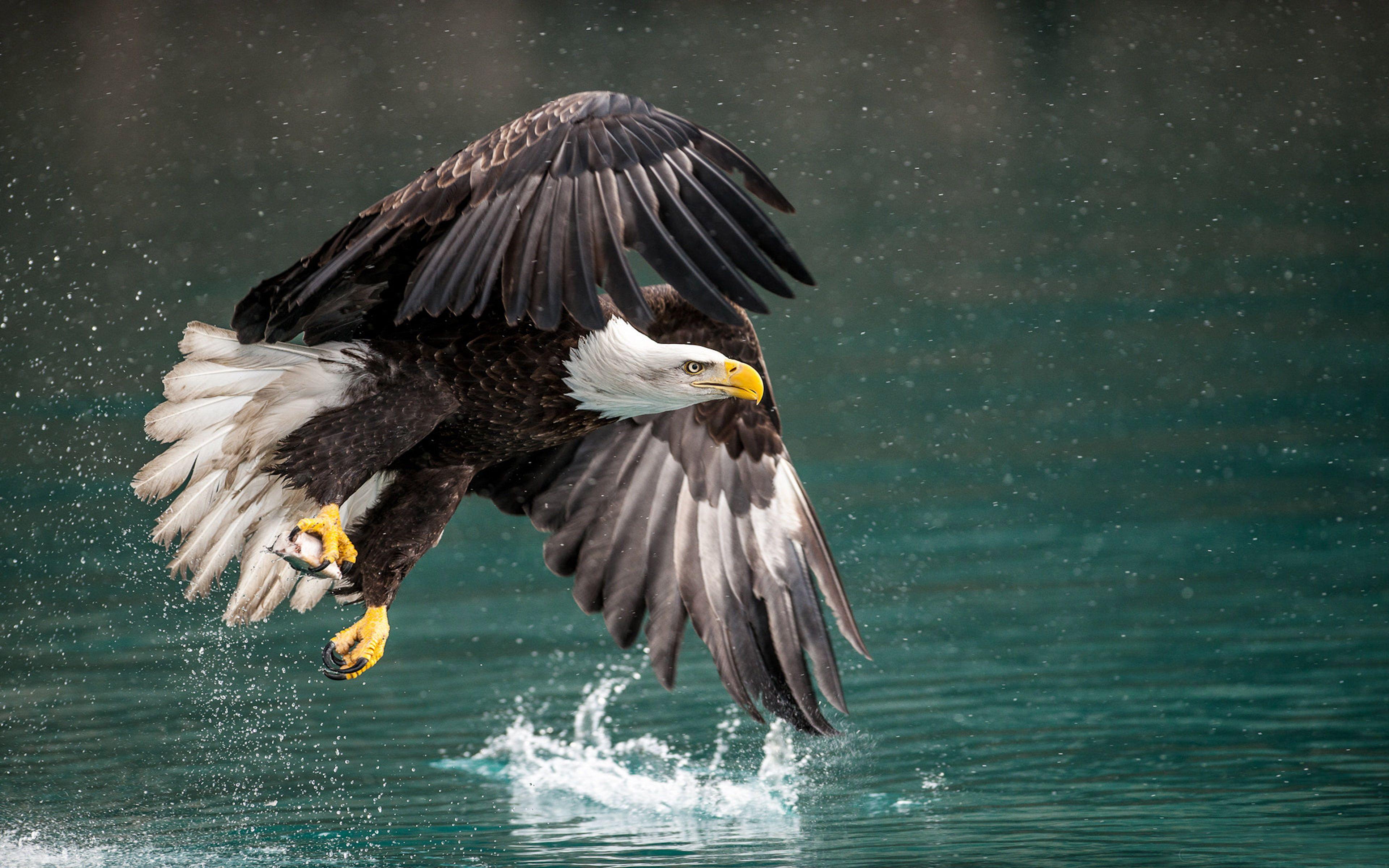 3840x2400 Bird Bald Eagle Fantastic Catch Hunting In Flight Winter In Alaska Desktop HD Wallpaper For Mo. Wallpaper for mobile phones, Bald eagle, HD wallpaper for mobile
