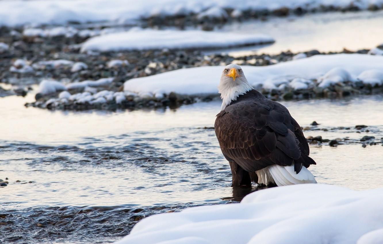 1332x850 Wallpaper winter, snow, bird, predator, bald eagle image for desktop, section животные