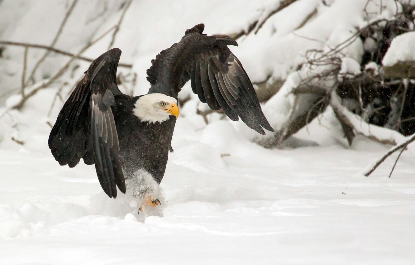 1332x850 Wallpaper WINGS, SNOW, WINTER, BIRD, PREDATOR, CLAWS, EAGLE image for desktop, section животные