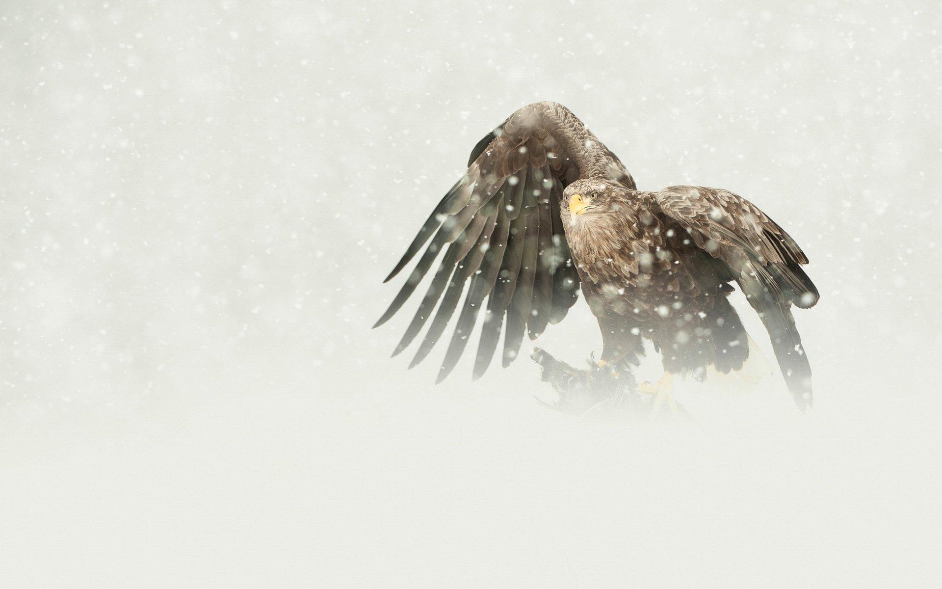 1920x1200 bird, Predator, The, Eagle, White tailed, Mining, Snow, Winter Wallpaper HD / Desktop and Mobile Background