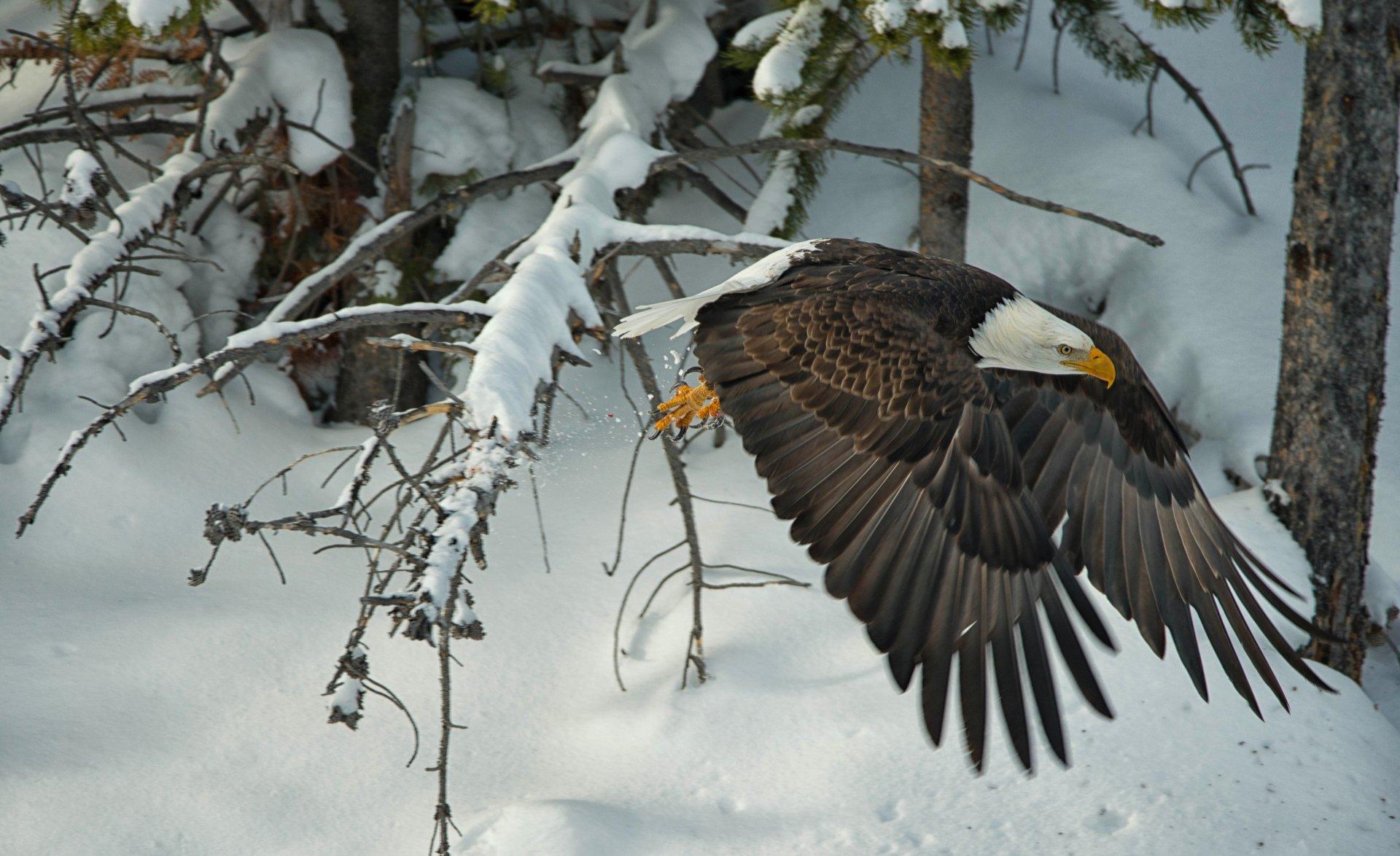 1920x1174 Eagle Flying in Winter Forest