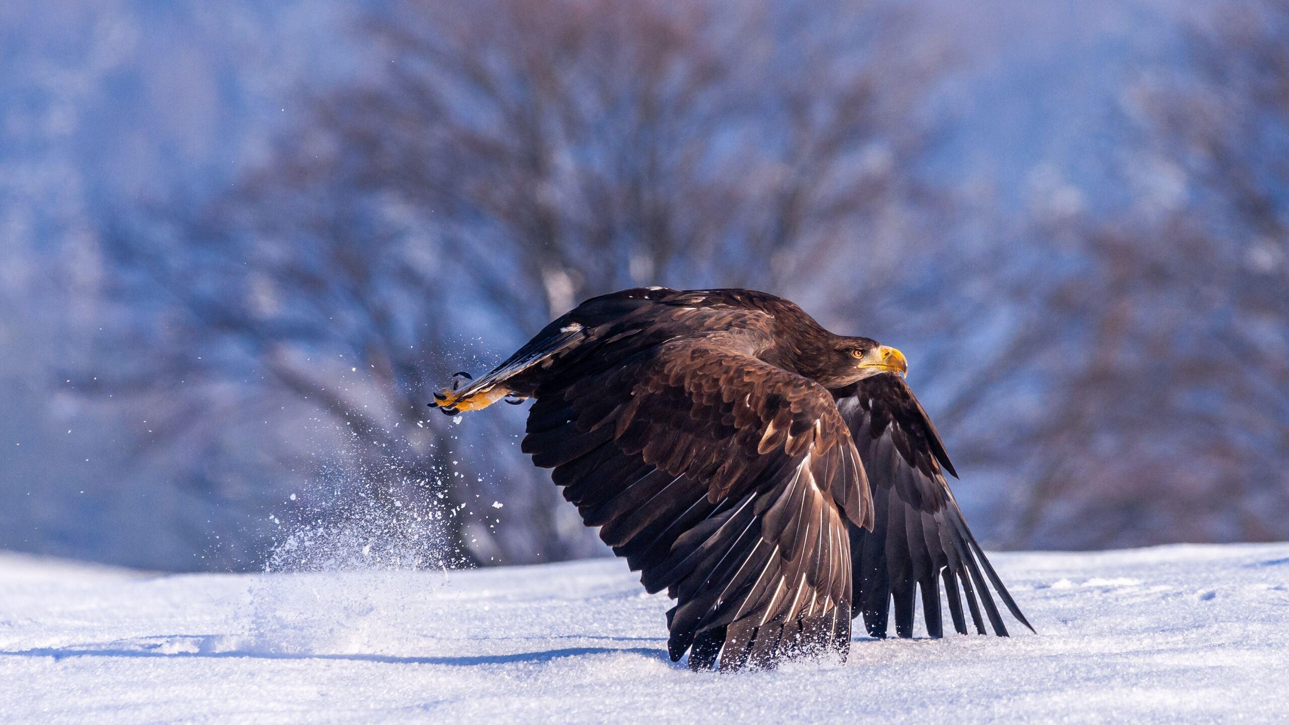 2560x1440 Eagle In Snow 4k 1440P Resolution HD 4k Wallpaper, Image, Background, Photo and Picture