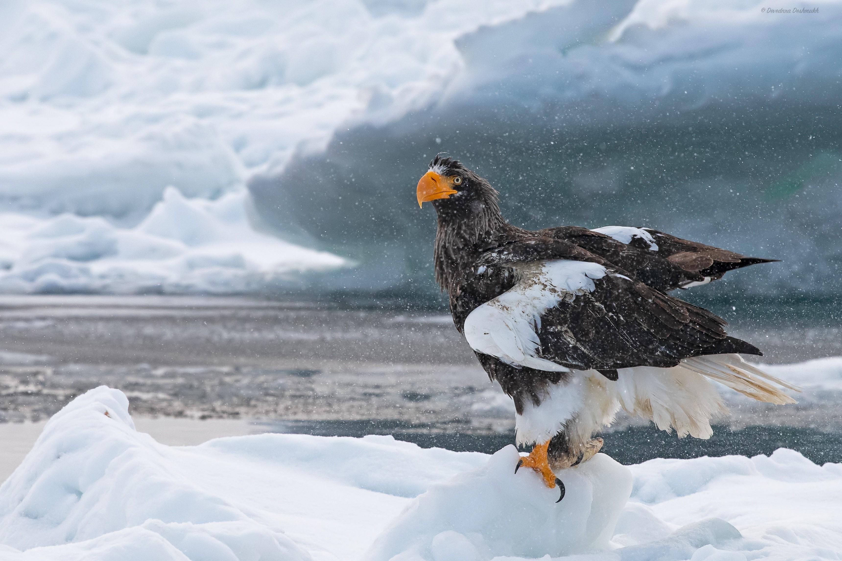 3439x2292 Steller's sea eagle, Birds, Eagles, Snow Gallery HD Wallpaper