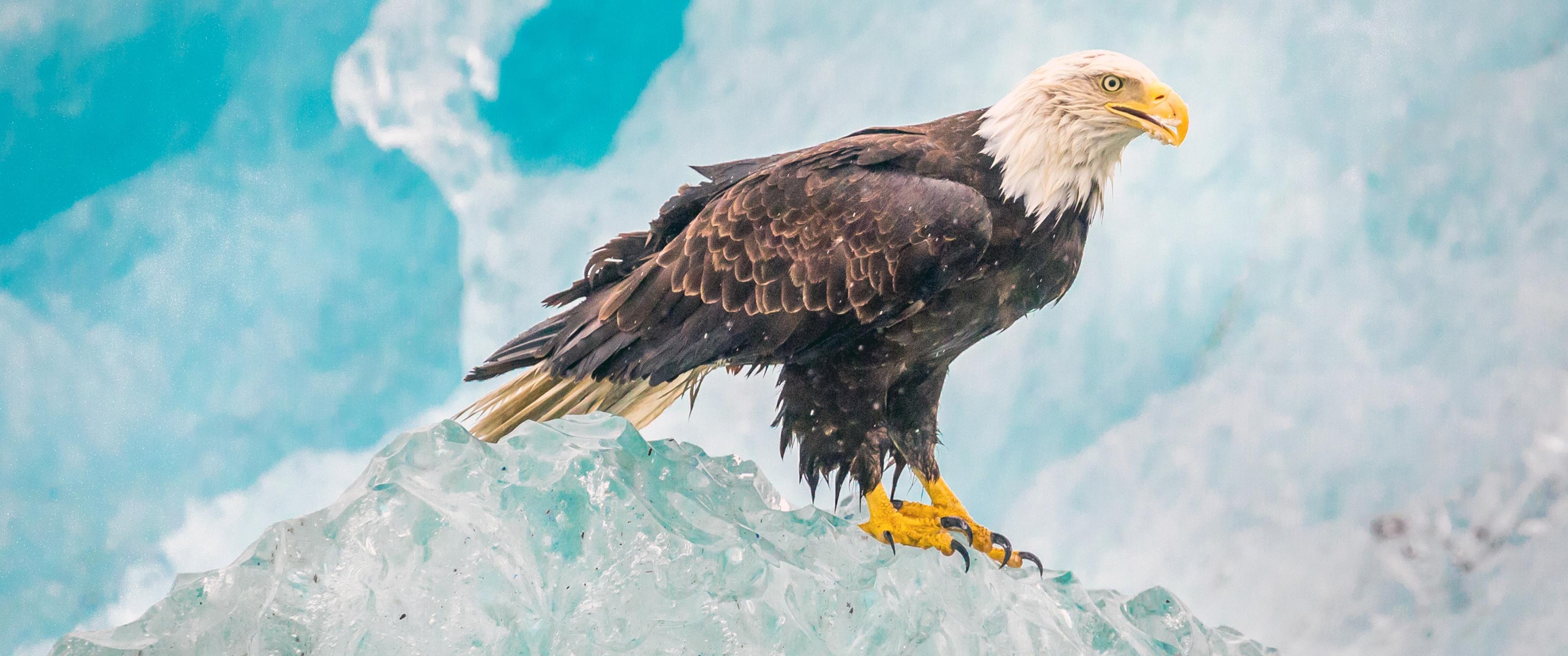3440x1440 Eagle Wallpaper 4K, Iceberg, Birds of Prey, Raptors, Animals