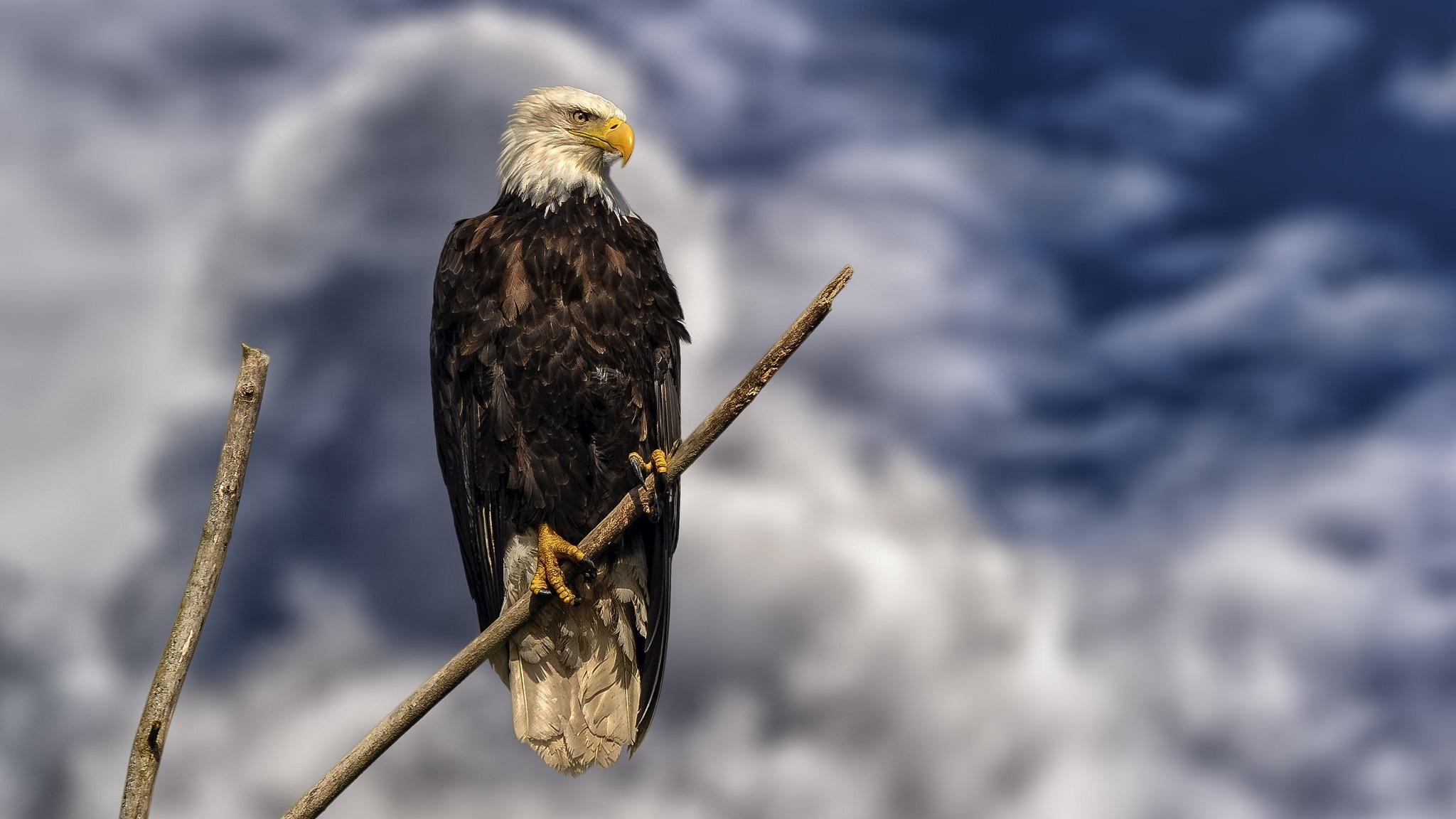 2048x1152 Bald Eagle HD Wallpaper, Bird, Bird Of Prey, Eagle Gallery HD Wallpaper