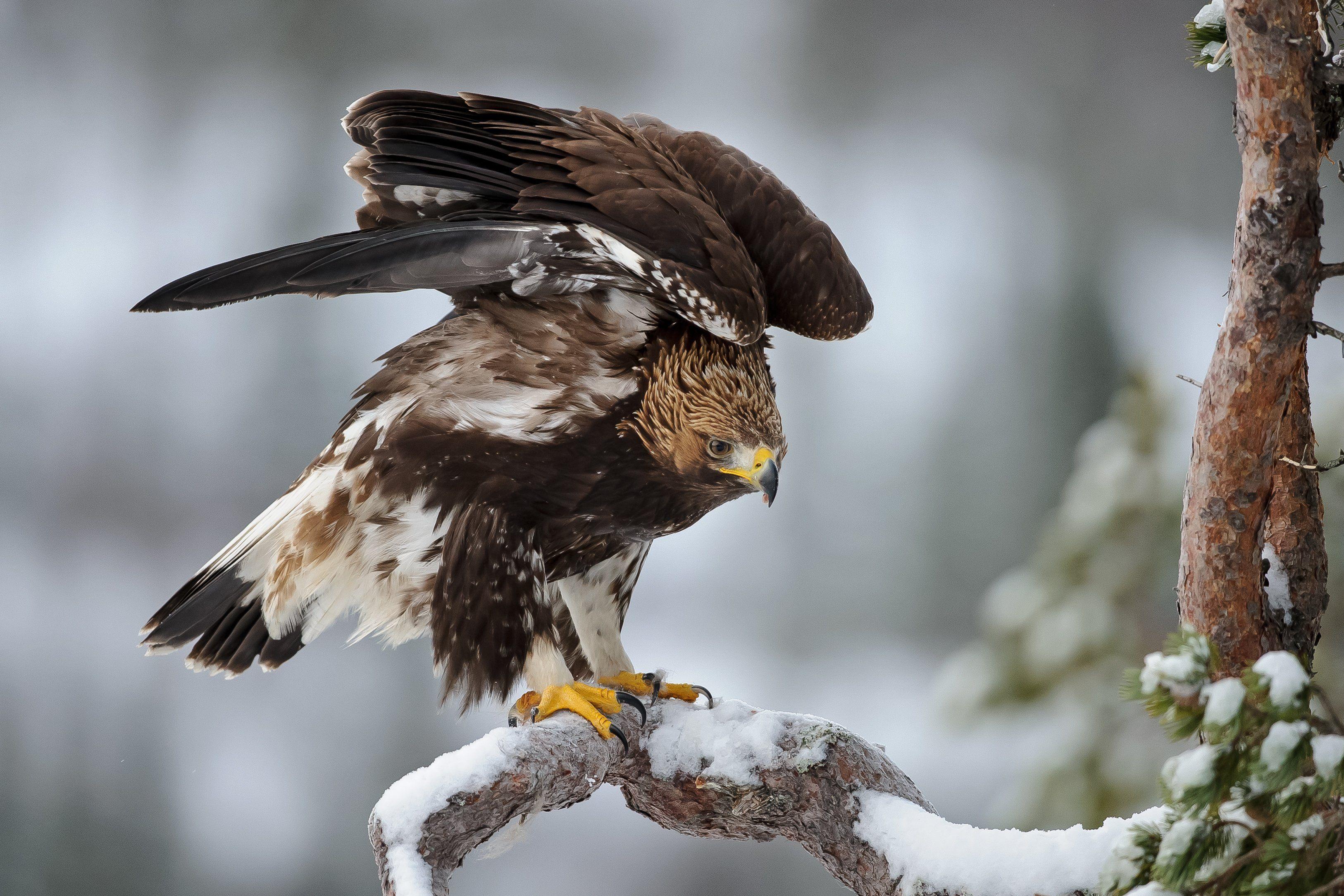 3252x2168 nature. Pet birds, Wild animals picture, Animals