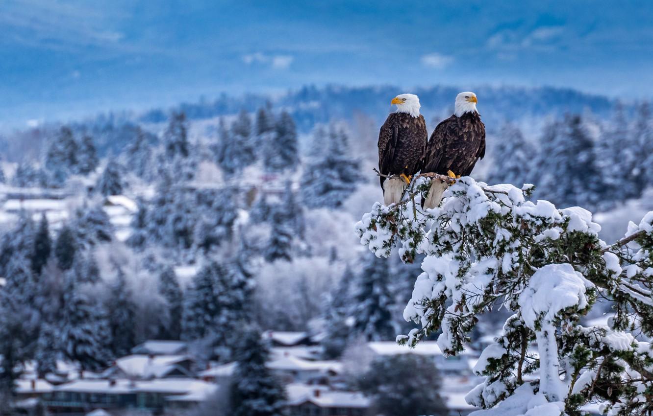 1332x850 Wallpaper snow, birds, branch, a couple, Bald eagle image for desktop, section животные