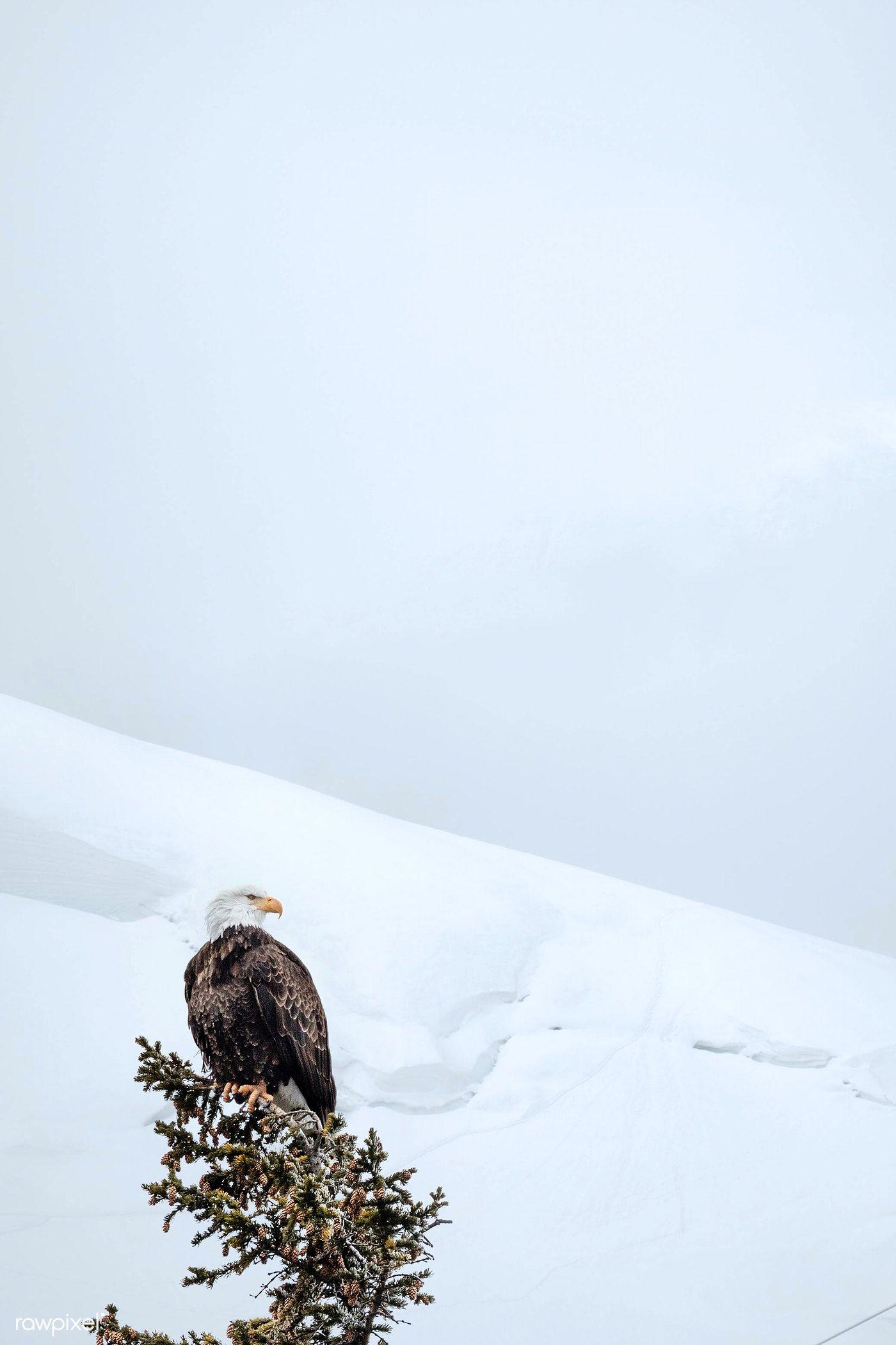 1400x2100 Closeup of an eagle on a snowy day. premium image / kwanloy. Winter wonderland background, Snowy day, Eagle wallpaper