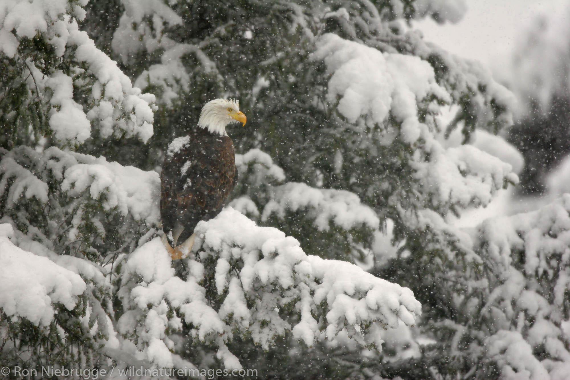 2000x1333 Bald Eagles Photo. Photo