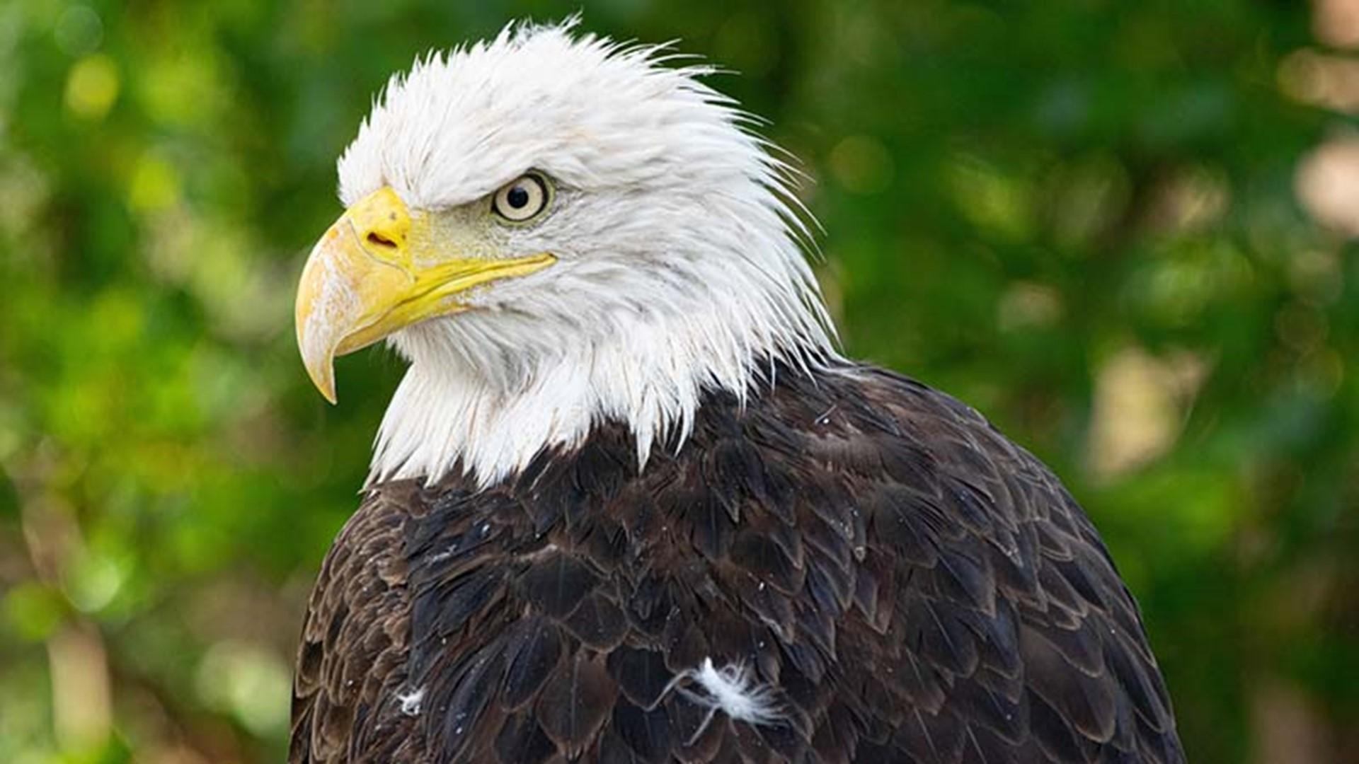 1920x1080 Bald eagle injured during winter storm moved to new home at Houston Zoo