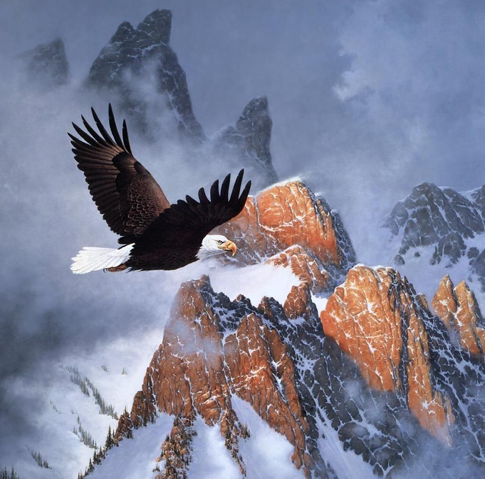 960x949 Pascal on Twitter. Eagle wallpaper, Bald eagle, Eagle picture
