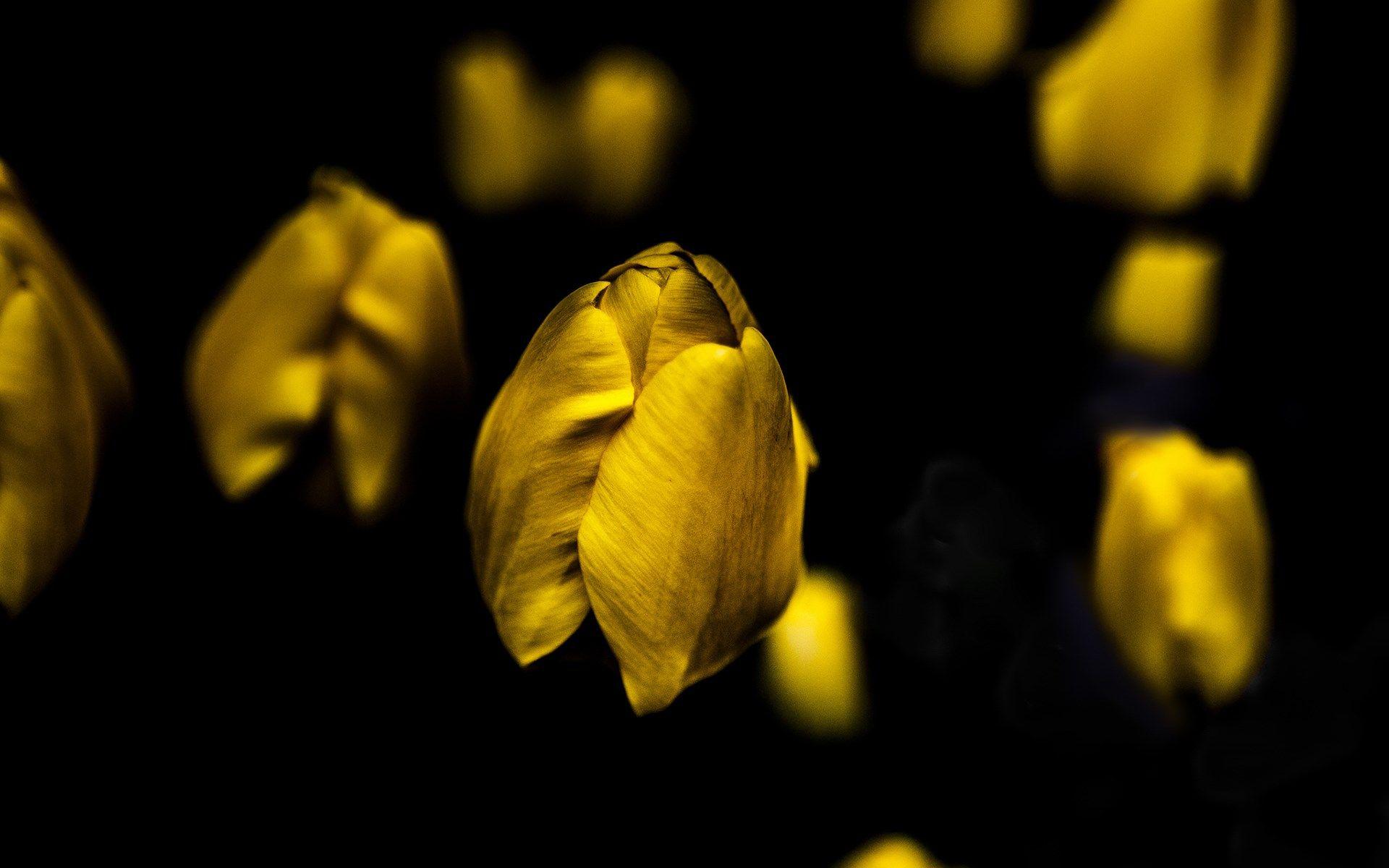 1920x1200 HD Yellow Wallpaper