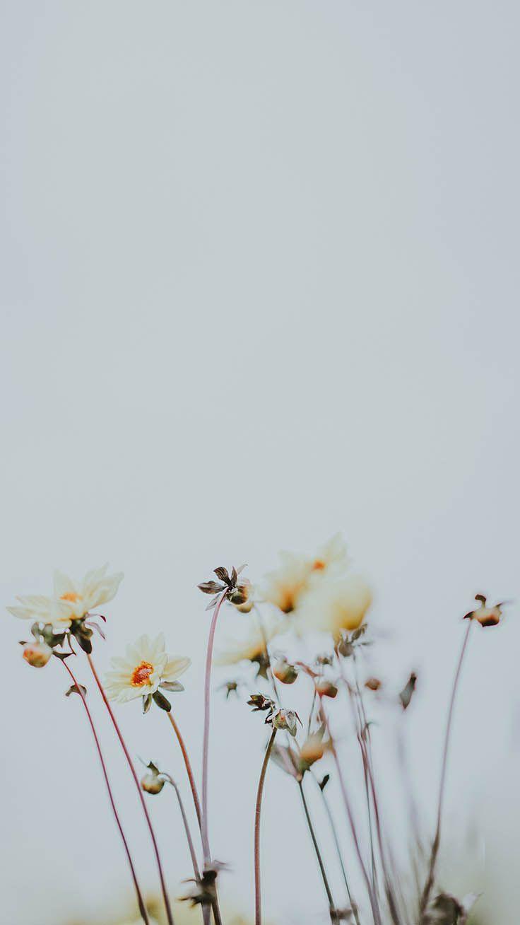736x1308 Take a Chill Pill with 10 Mindful iPhone Wallpaper. Preppy Wallpaper. Nature iphone wallpaper, iPhone wallpaper preppy, Chill wallpaper