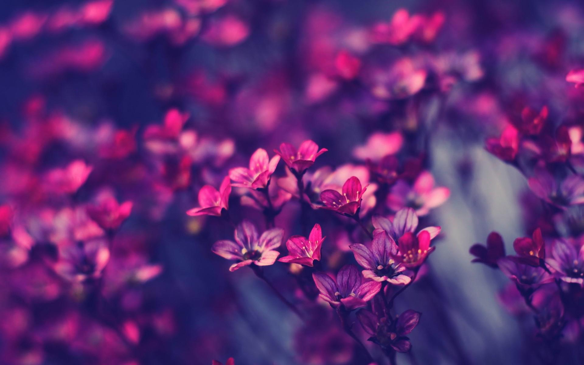 1920x1200 purple wallpaper flowers
