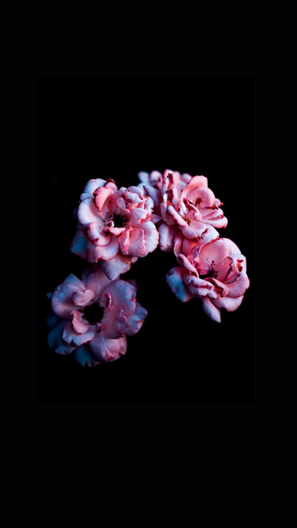 1000x1778 Black Flower Picture [HD]. Download Free Image