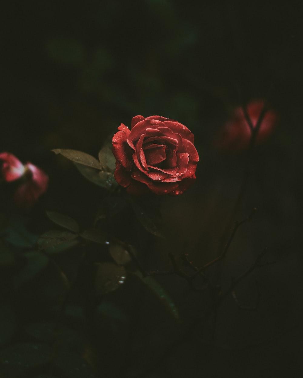 1000x1250 Flowers best free flower, flora, blossom and plant photo