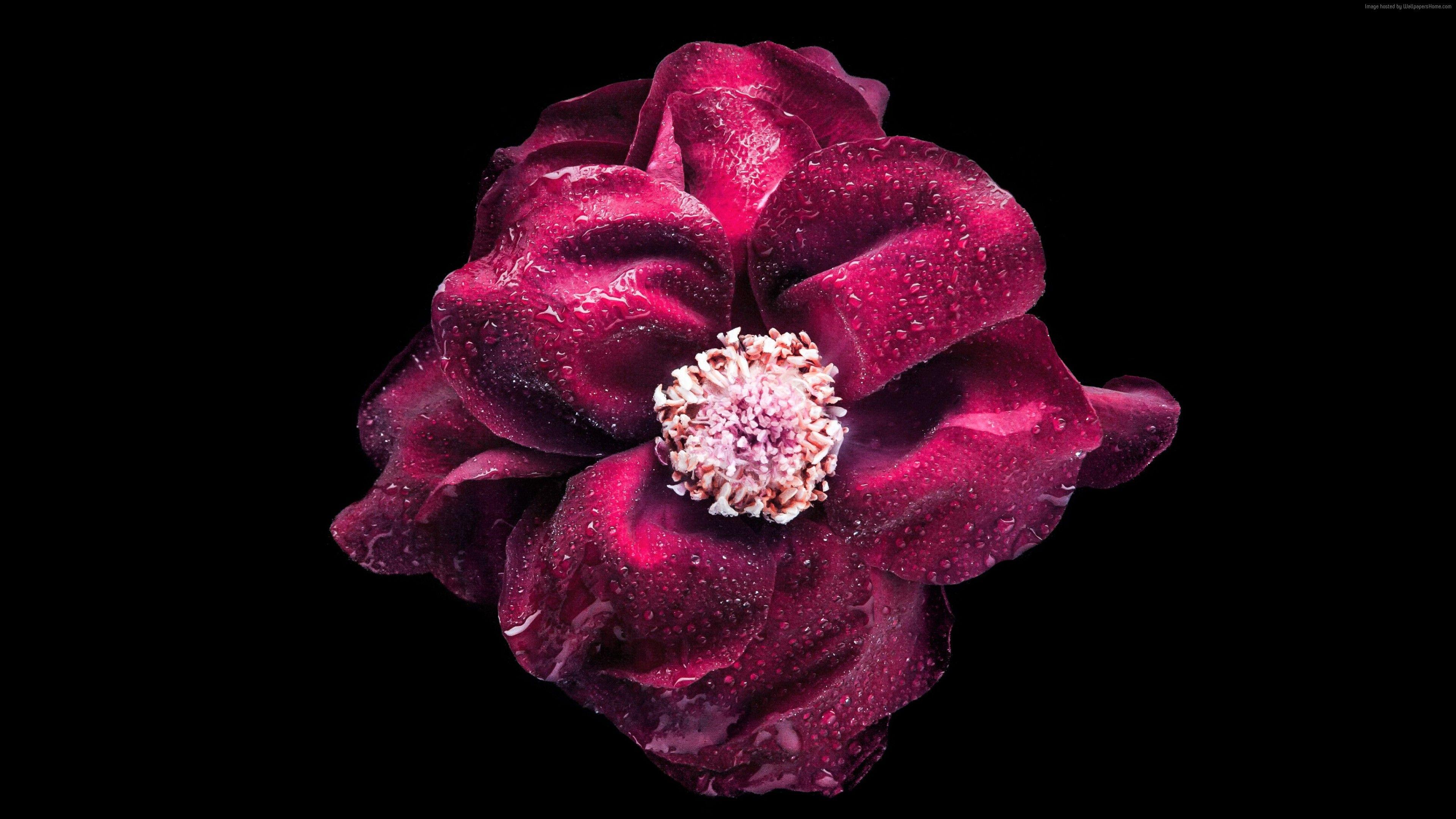 3840x2160 flower flower 4k, purple Free HD Wallpaper Download