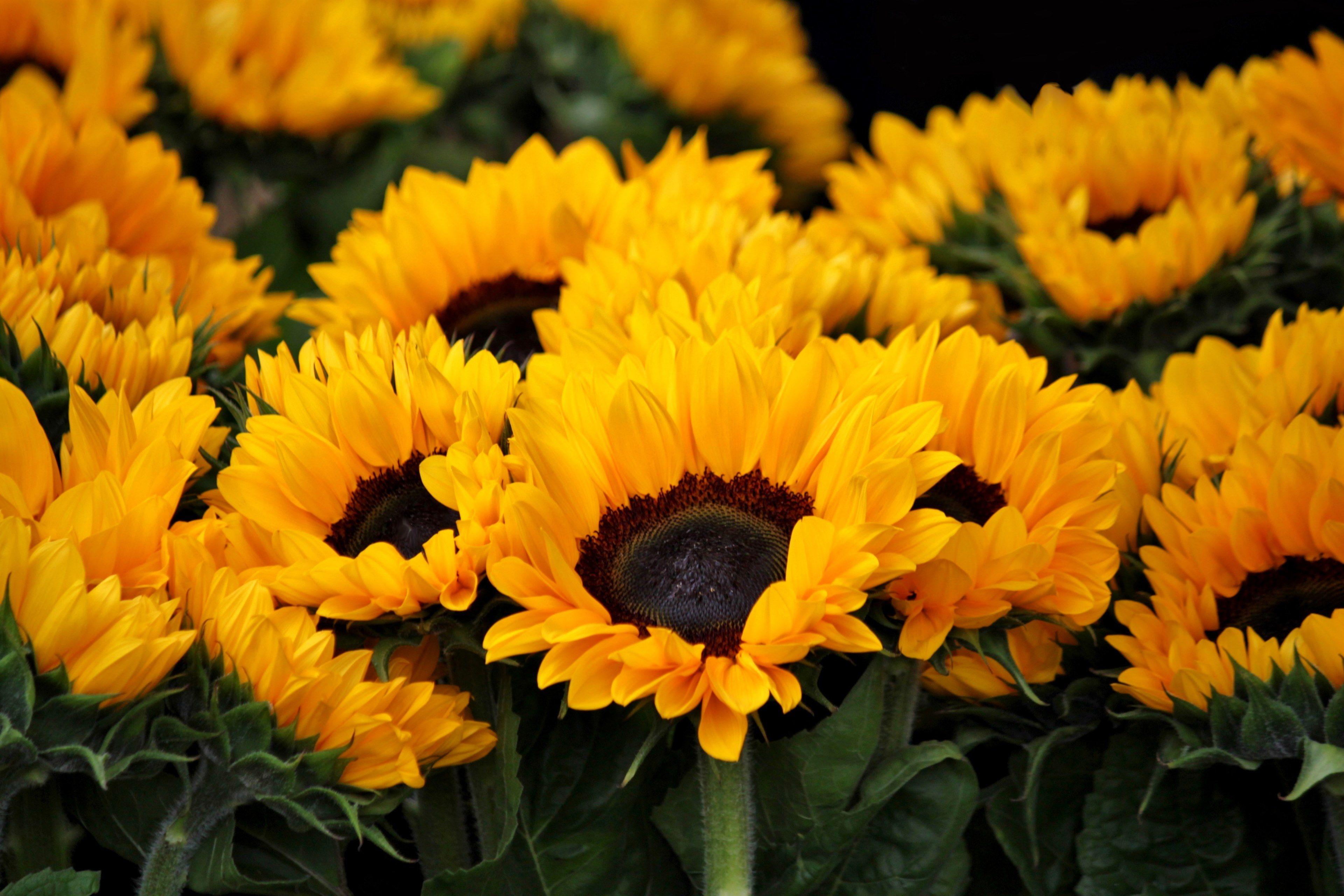 3840x2560 sunflower #blossom #bloom #flowers #flora #bright 4k wallpaper