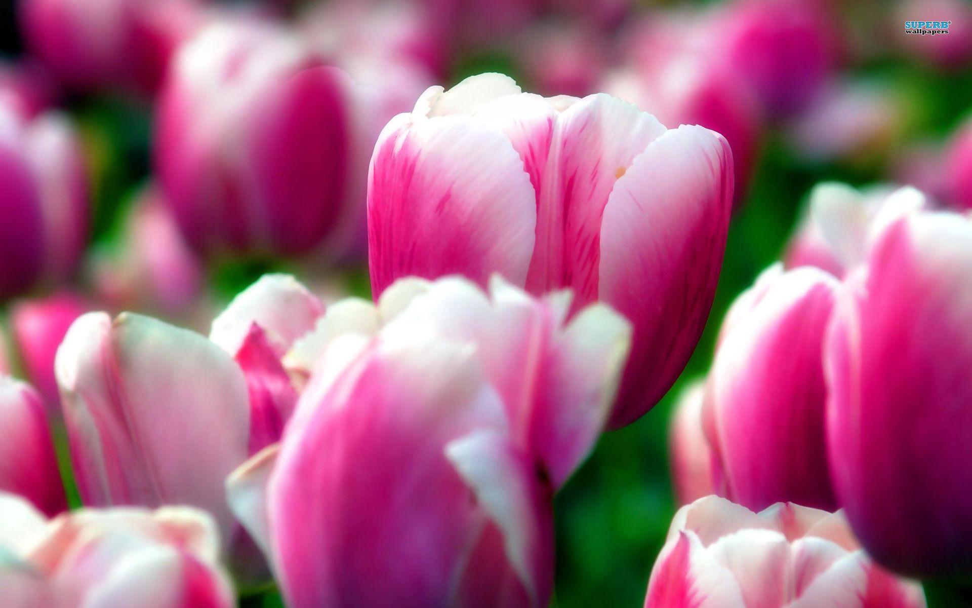 1920x1200 2K Flower Wallpaper HD. Wide Screen Wallpaper 1080p, 2K, 4K