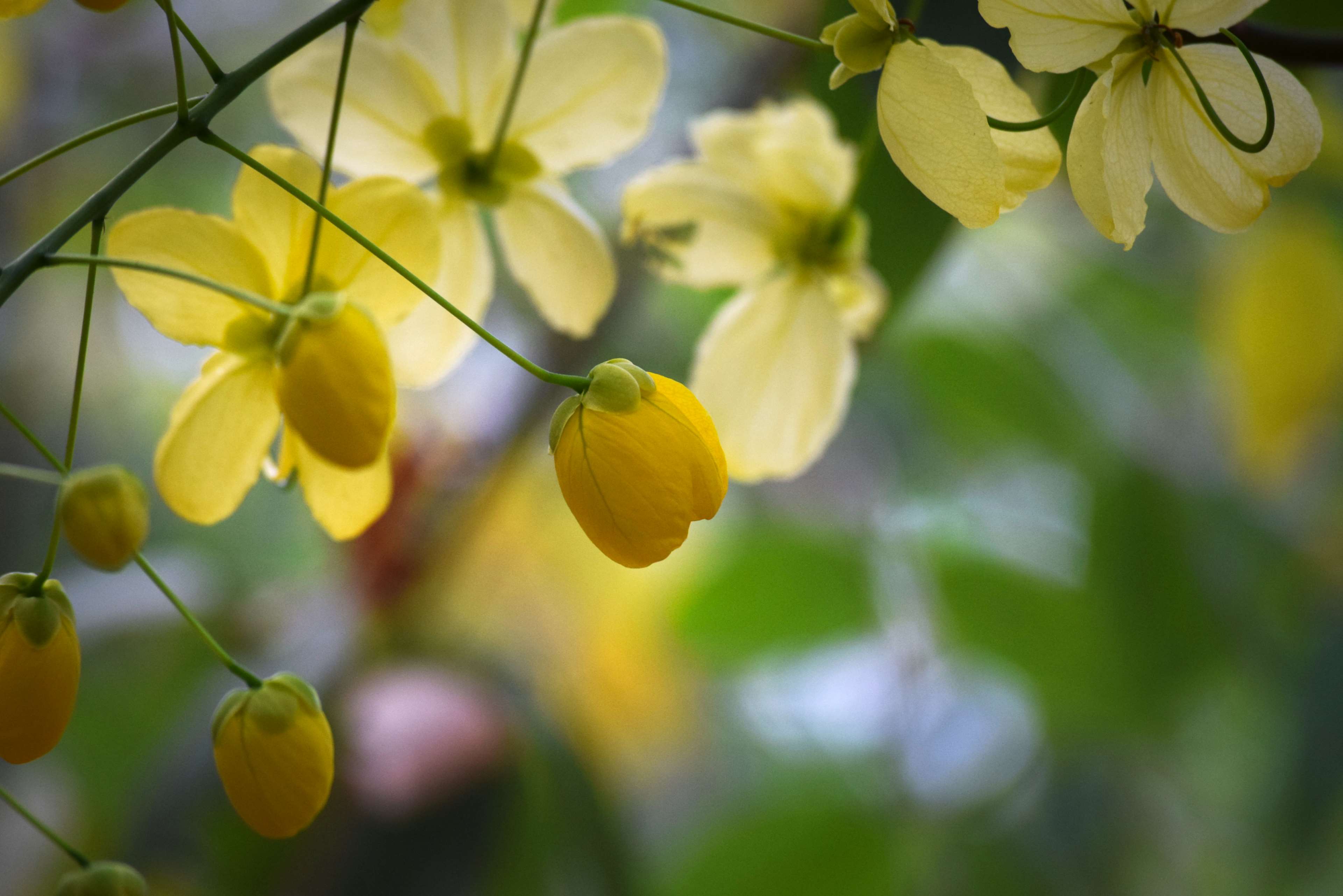 3840x2562 golden yellow, yellow flowers 4k wallpaper and background