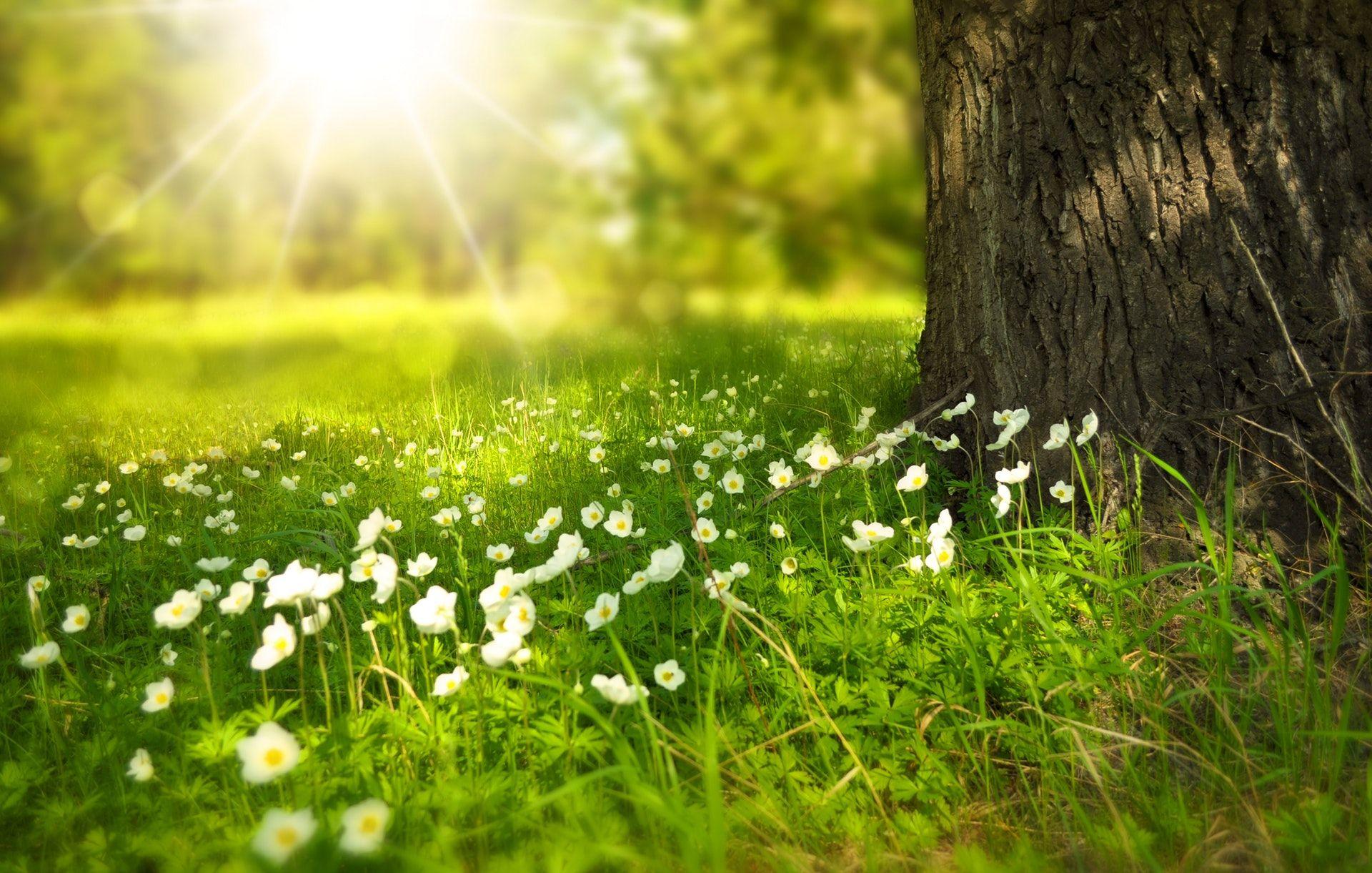 1920x1221 White Blooming Flower Under the Tree during Daytime 4k Wallpaper