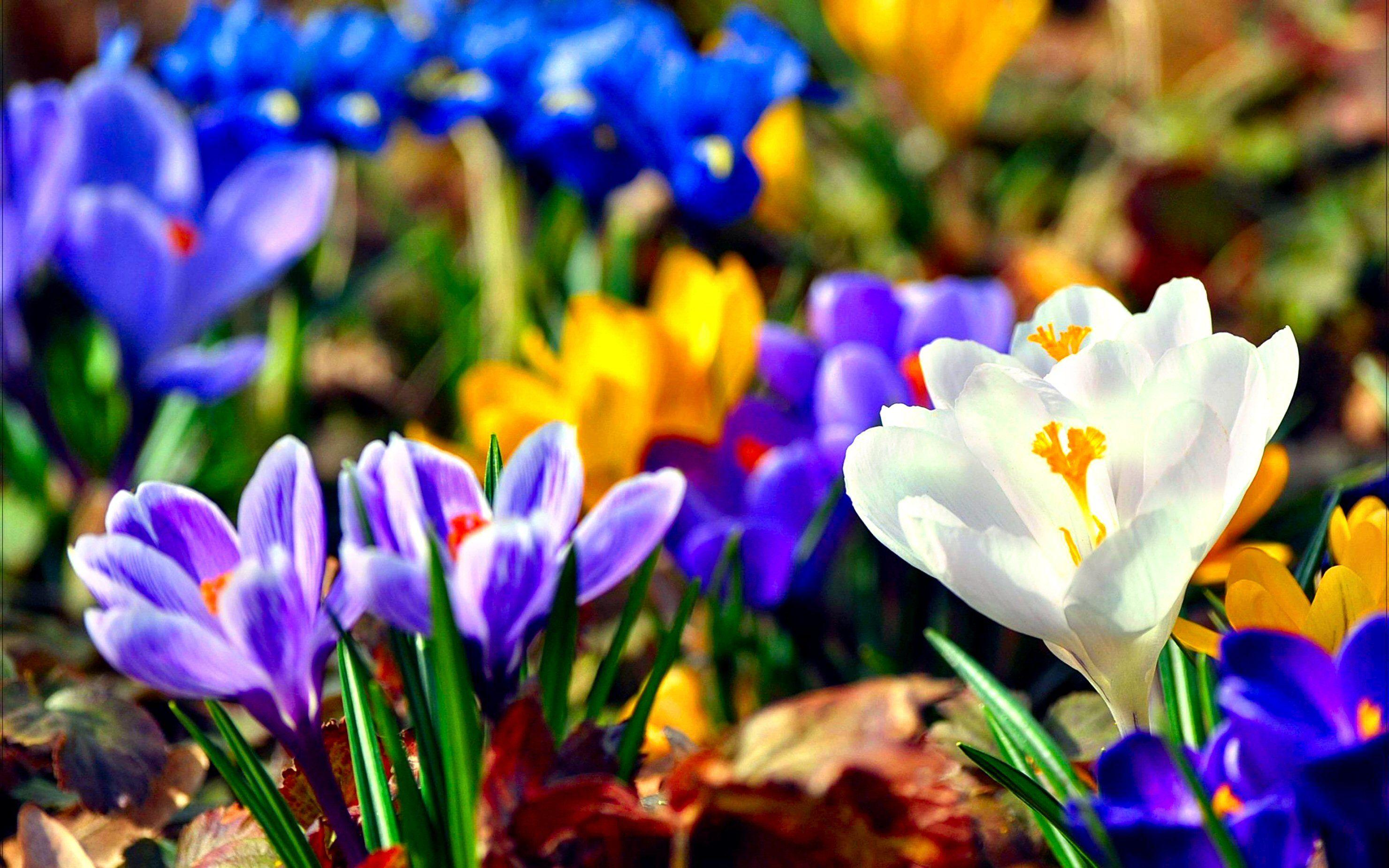 Crocus Wallpapers - Top Free Crocus Backgrounds - WallpaperAccess