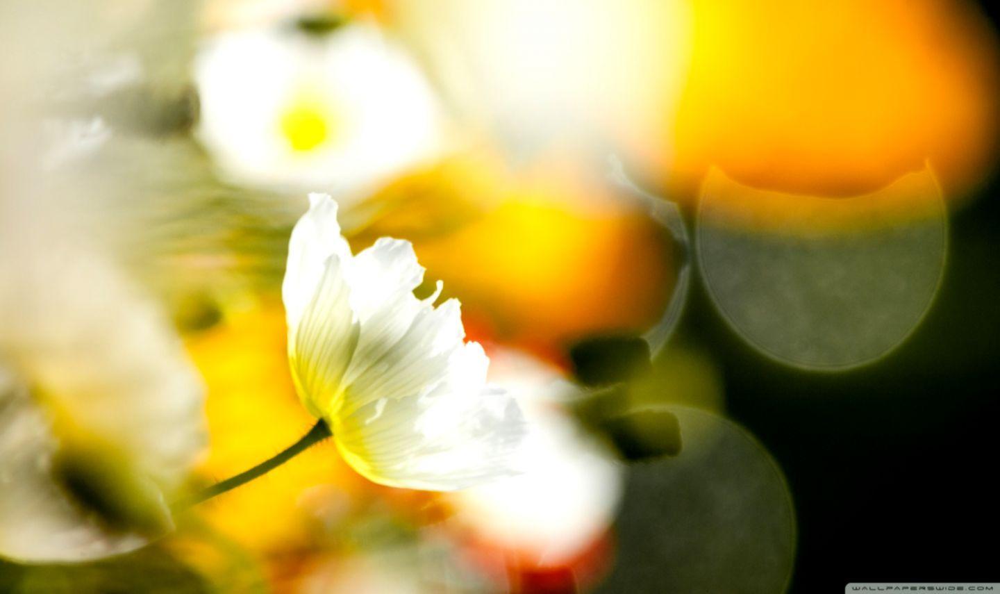 1440x855 Yellow Flowers Fence Bokeh HD Wallpaper