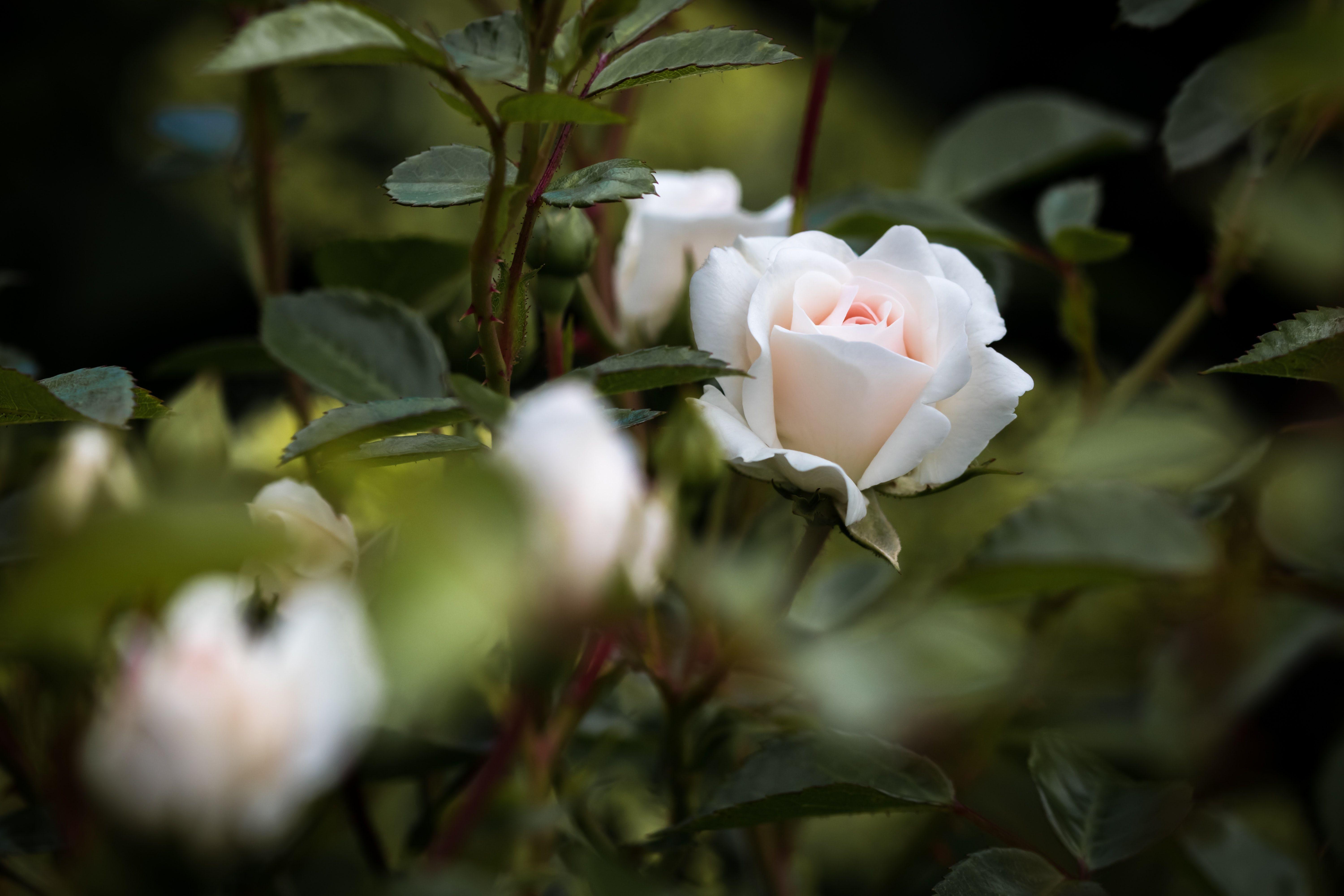 6000x4000 Great White Rose Photo