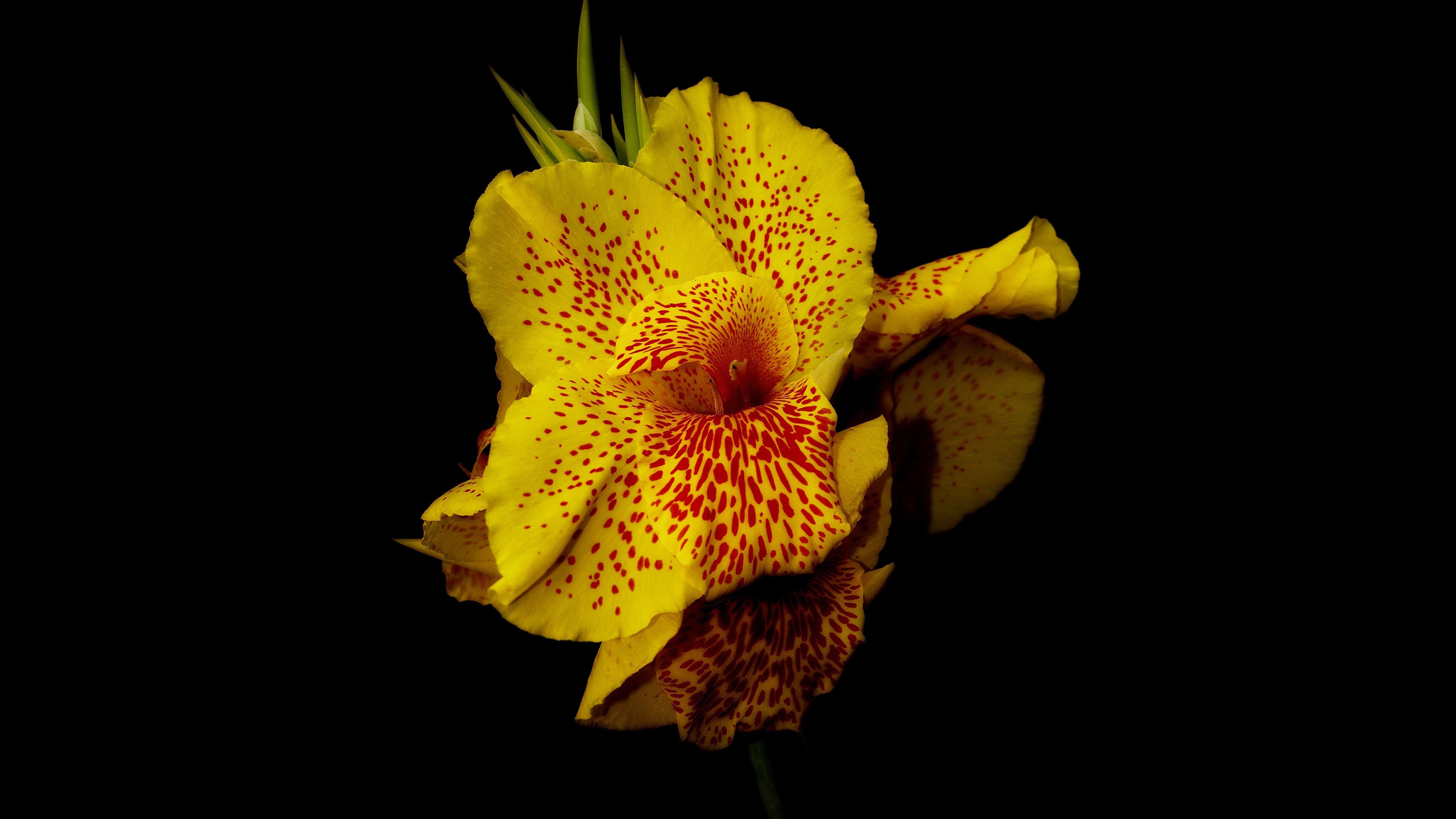 5120x2880 Wallpaper Canna, 5k, 4k wallpaper, flowers, yellow, Nature