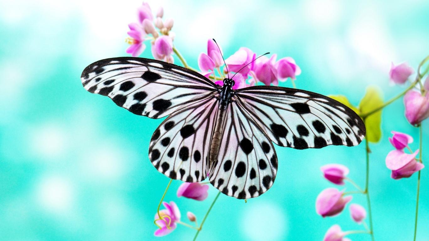 1366 X 768 Butterfly Wallpapers - Top Free 1366 X 768 Butterfly ...