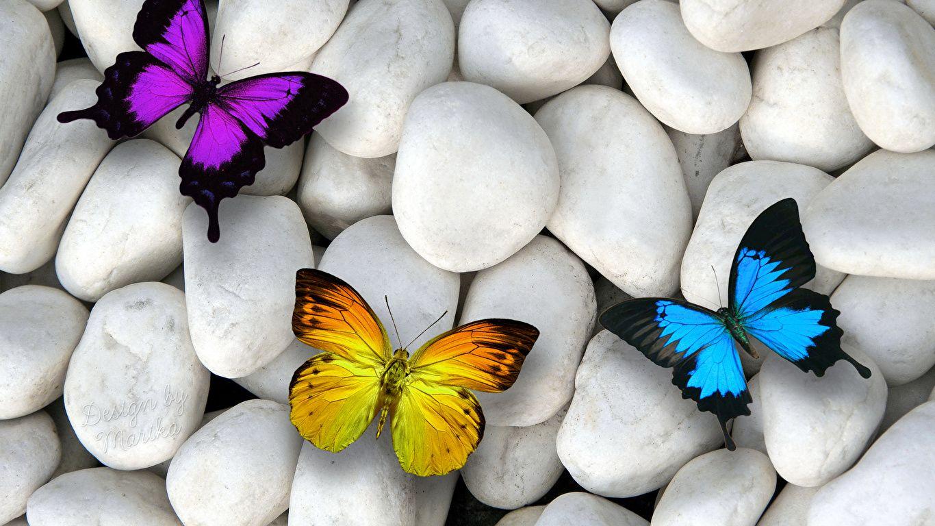 1366x768 Wallpaper Butterflies Stones Three 3 Animals 1366x768